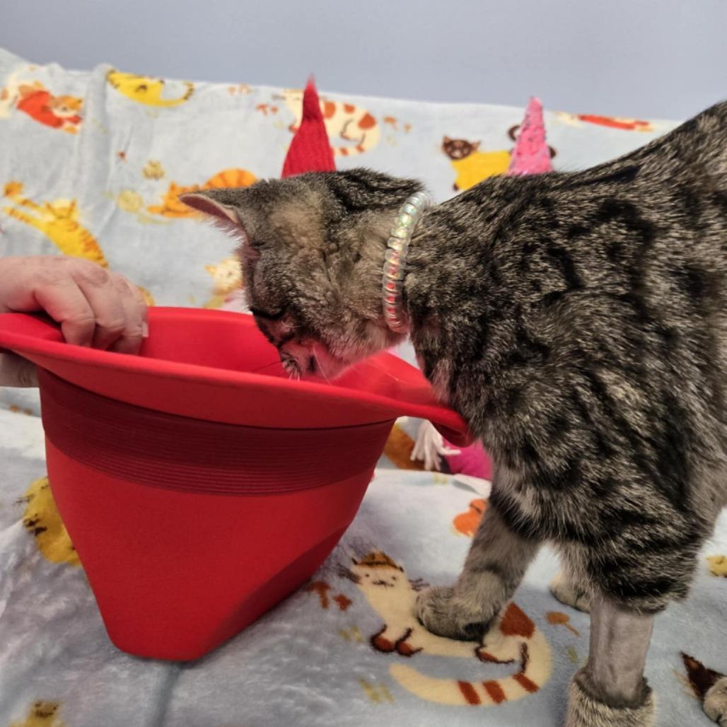 Bashful, Adoptable, Young Female Domestic Short Hair.