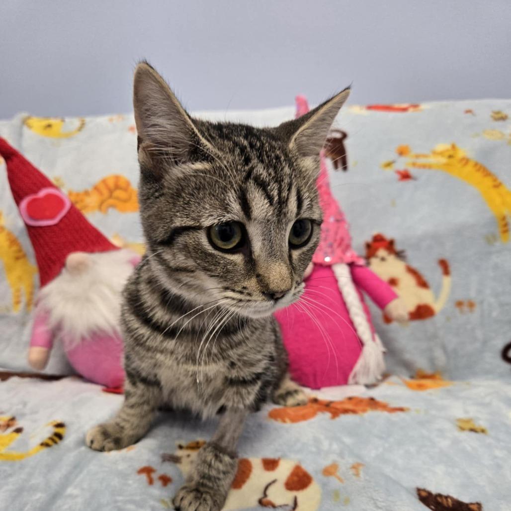 Enlarge Bashful, a Adoptable Domestic Short Hair in Greenville, NC image 2/3