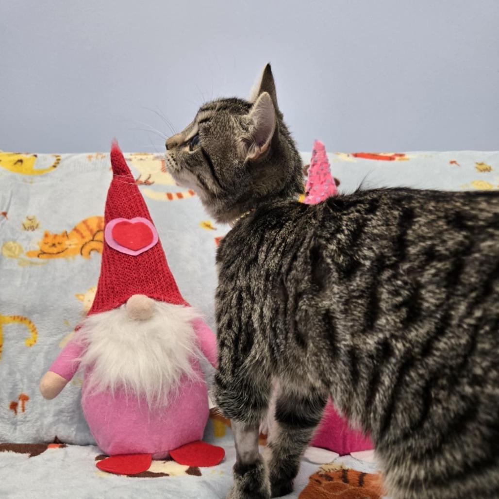 Enlarge Bashful, a Adoptable Domestic Short Hair in Greenville, NC image 3/3