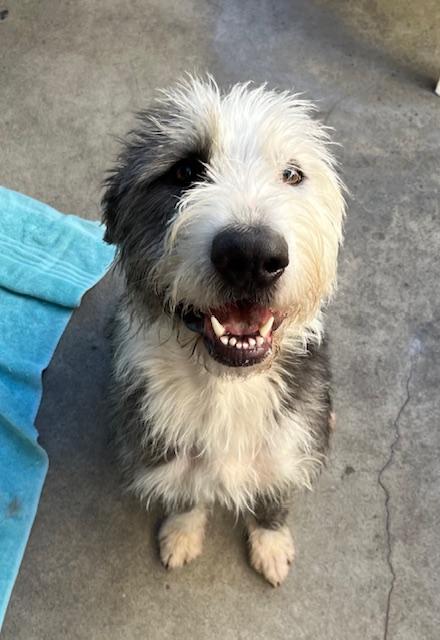Gus