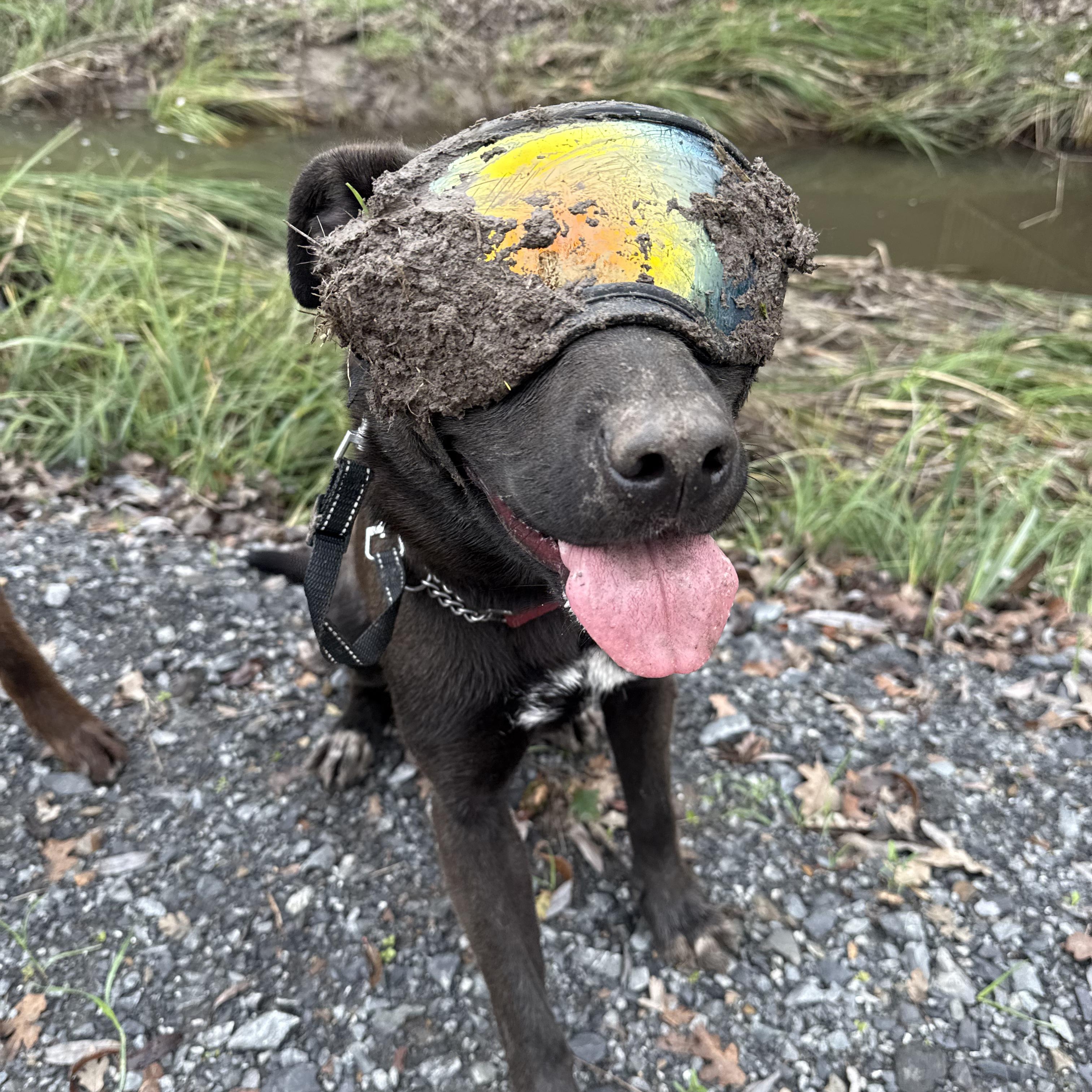 Enlarge GRACE, a Adoptable mixed breed in South Lake Tahoe, CA image 1/6