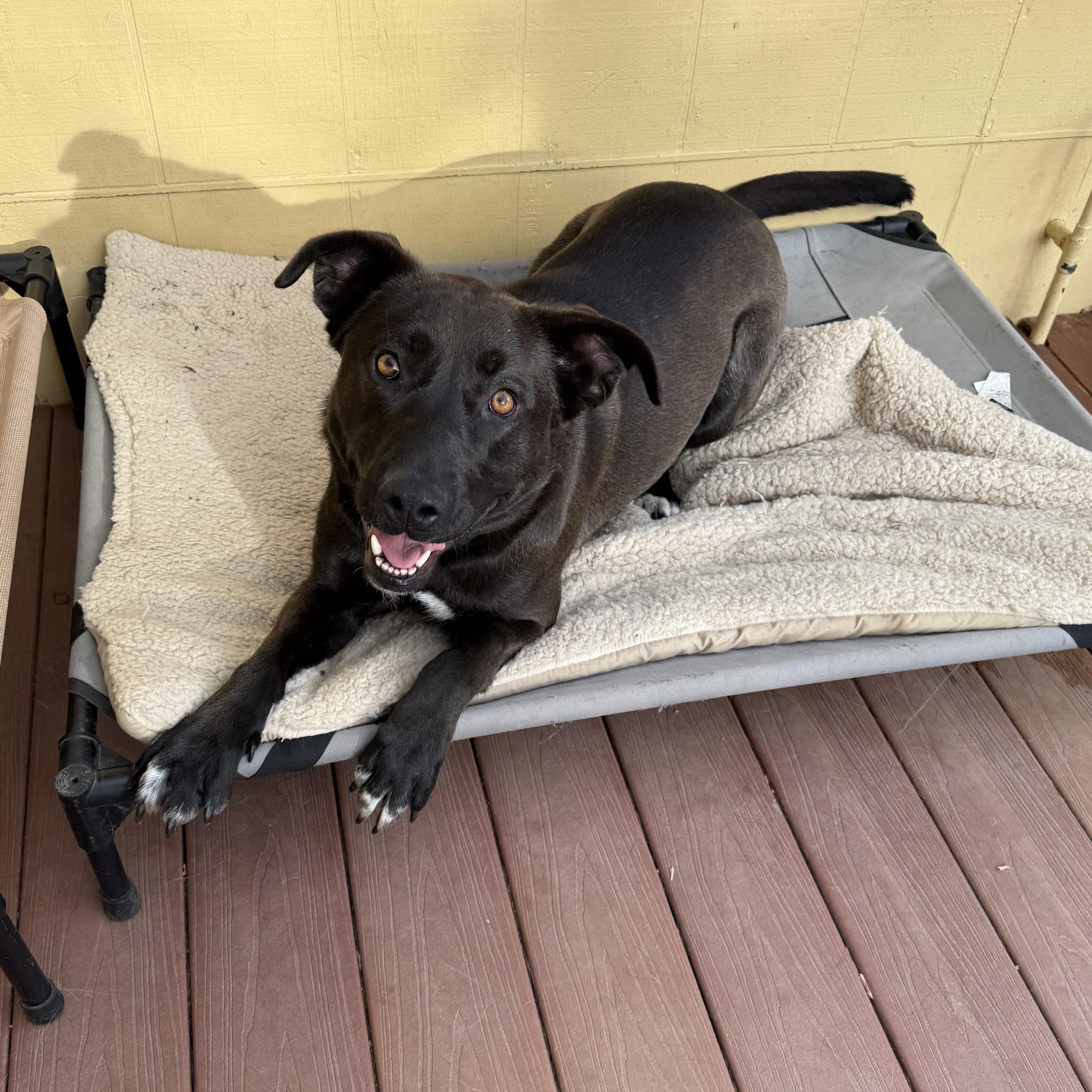 Enlarge GRACE, a Adoptable mixed breed in South Lake Tahoe, CA image 4/6