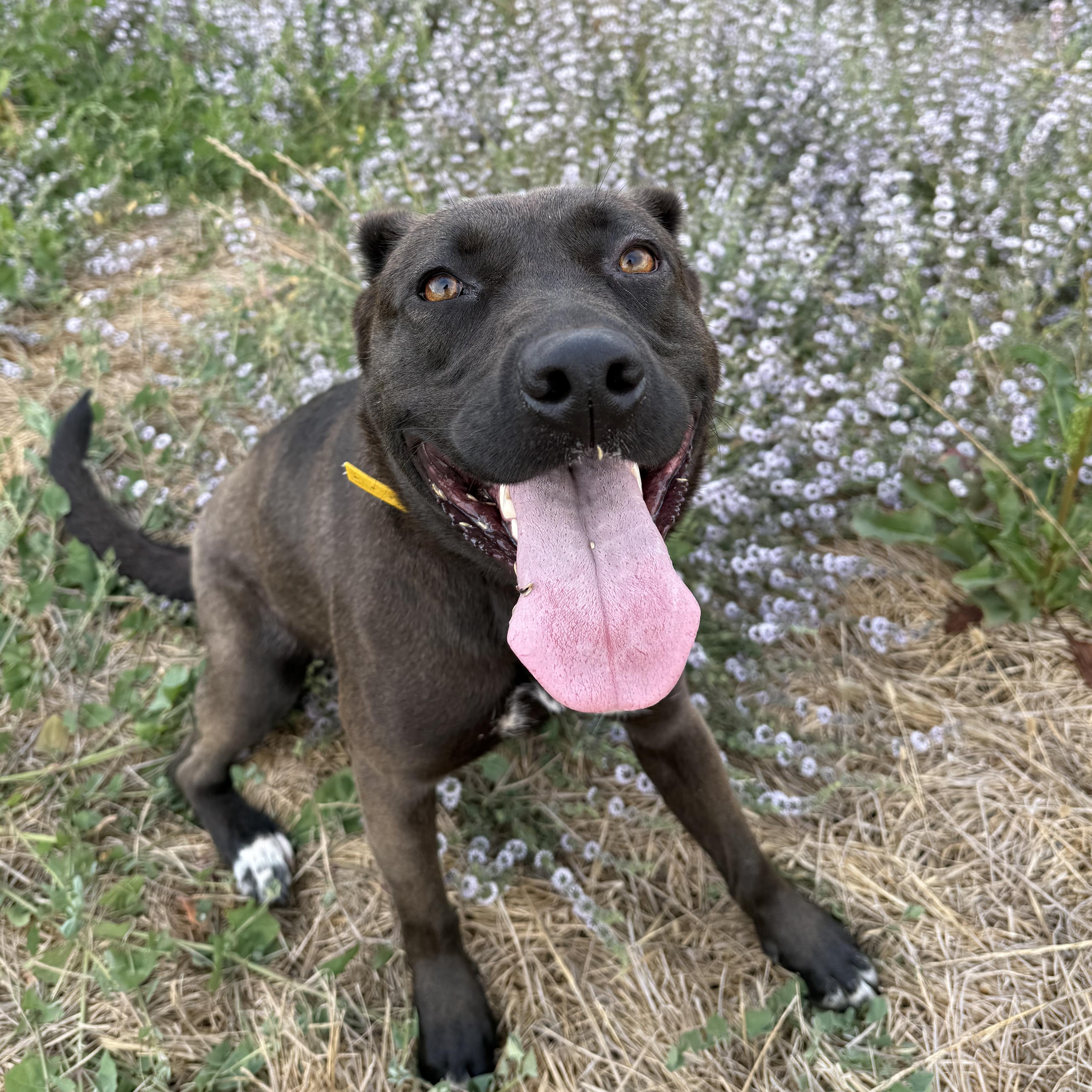 Enlarge GRACE, a Adoptable mixed breed in South Lake Tahoe, CA image 3/6