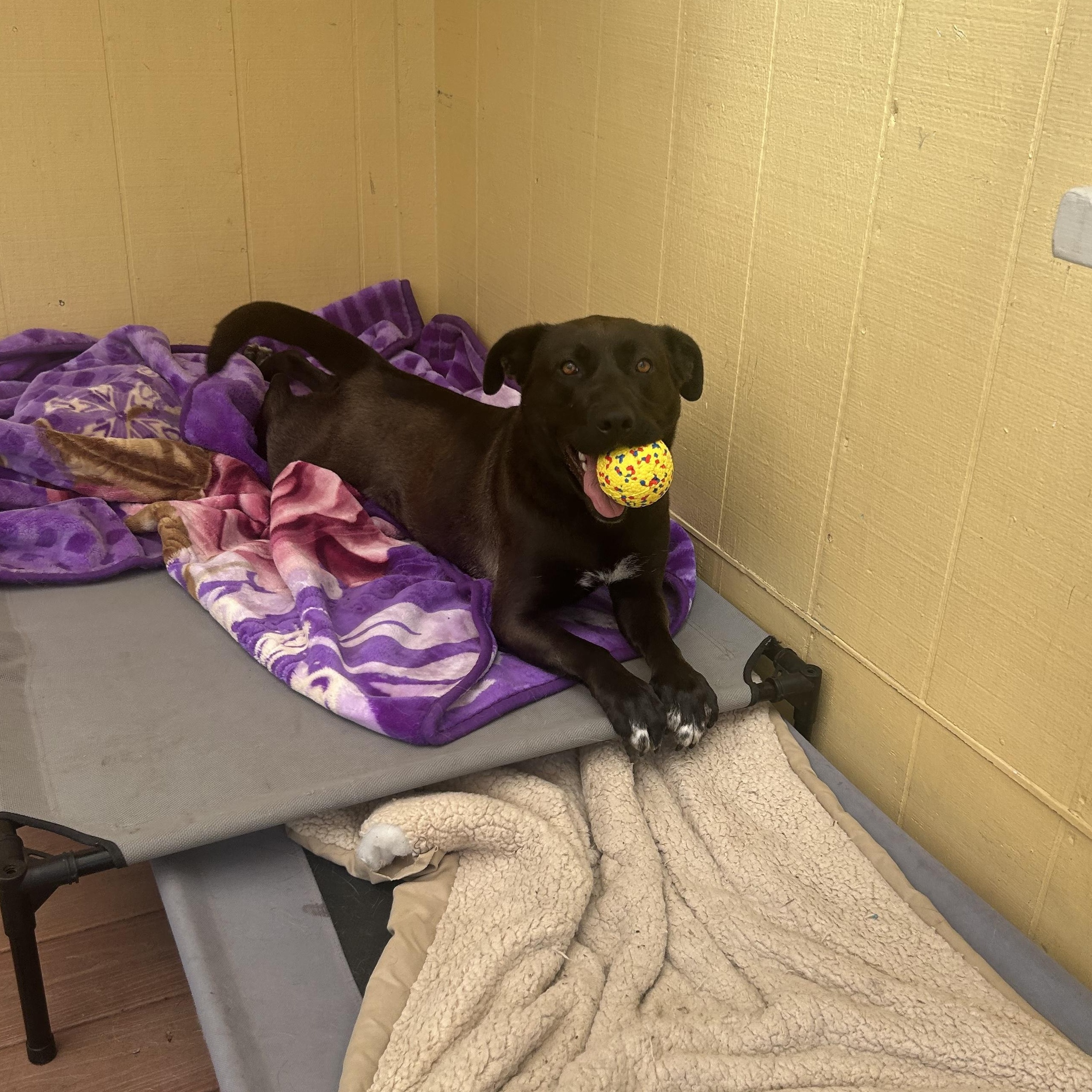 Enlarge GRACE, a Adoptable mixed breed in South Lake Tahoe, CA image 5/6