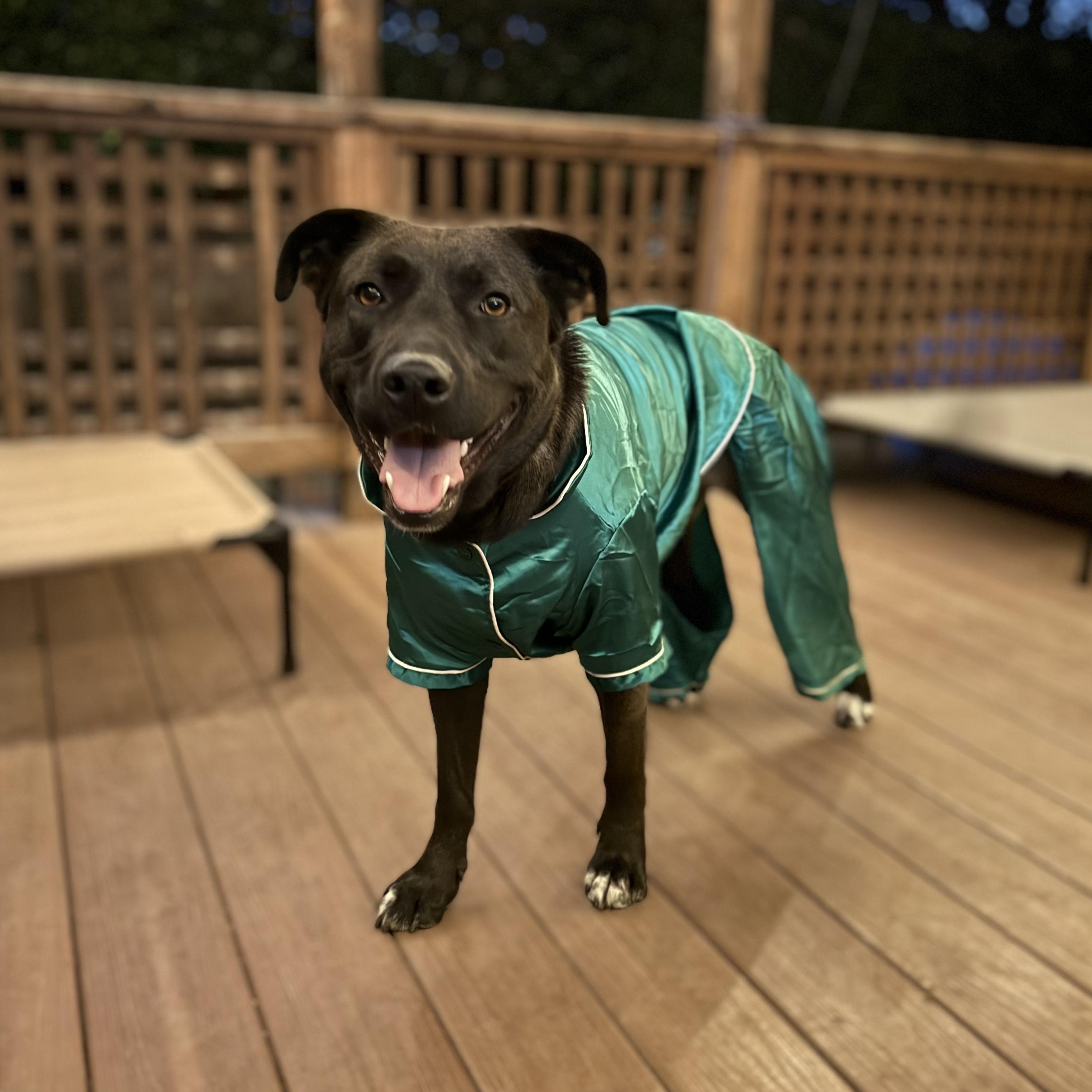 Enlarge GRACE, a Adoptable mixed breed in South Lake Tahoe, CA image 2/6
