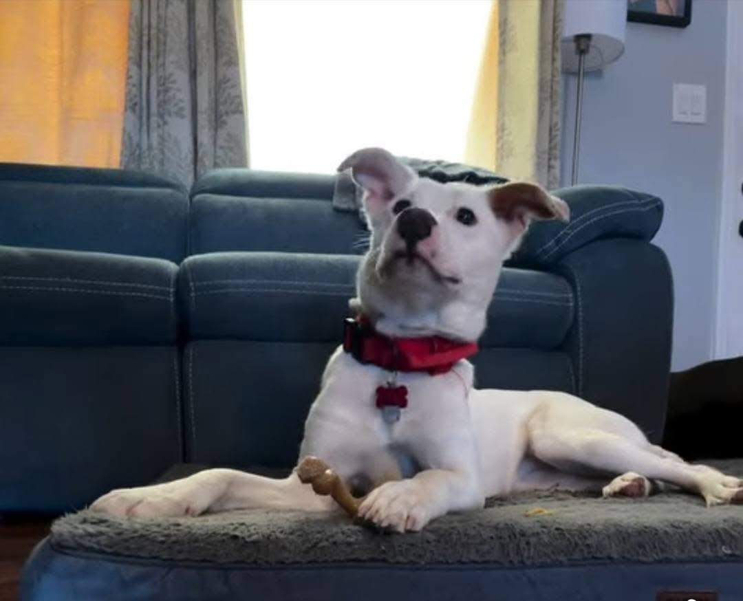 Enlarge Taffy, a ADOPTABLE mixed breed in Bayport, NY image 2/2