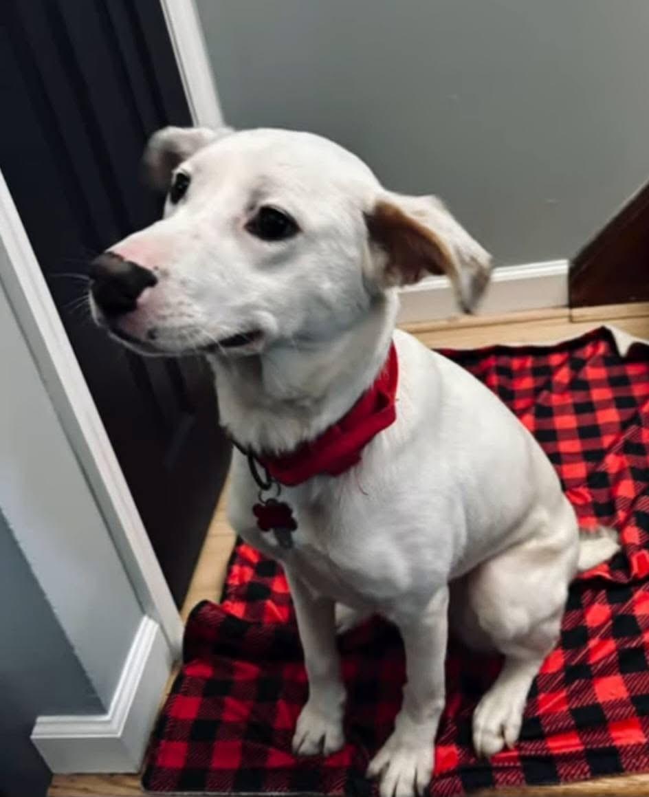 Taffy, ADOPTABLE, Young Female Yellow Labrador Retriever.