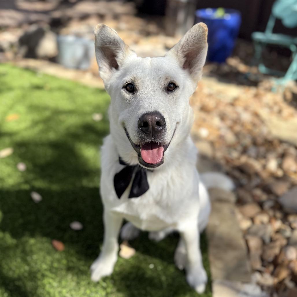 Russo, a Adoptable mixed breed in San Antonio, TX image 1/5
