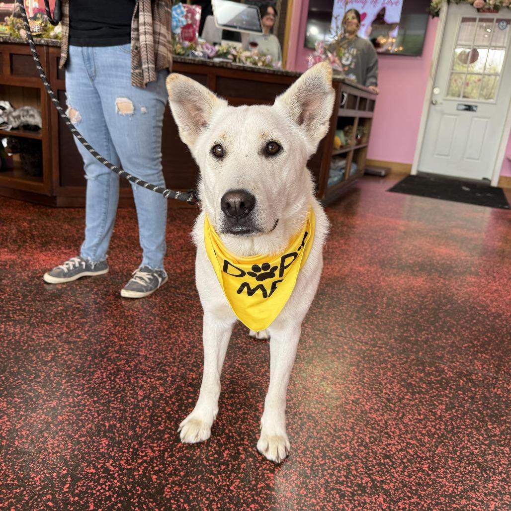 Russo, a Adoptable mixed breed in San Antonio, TX image 5/5