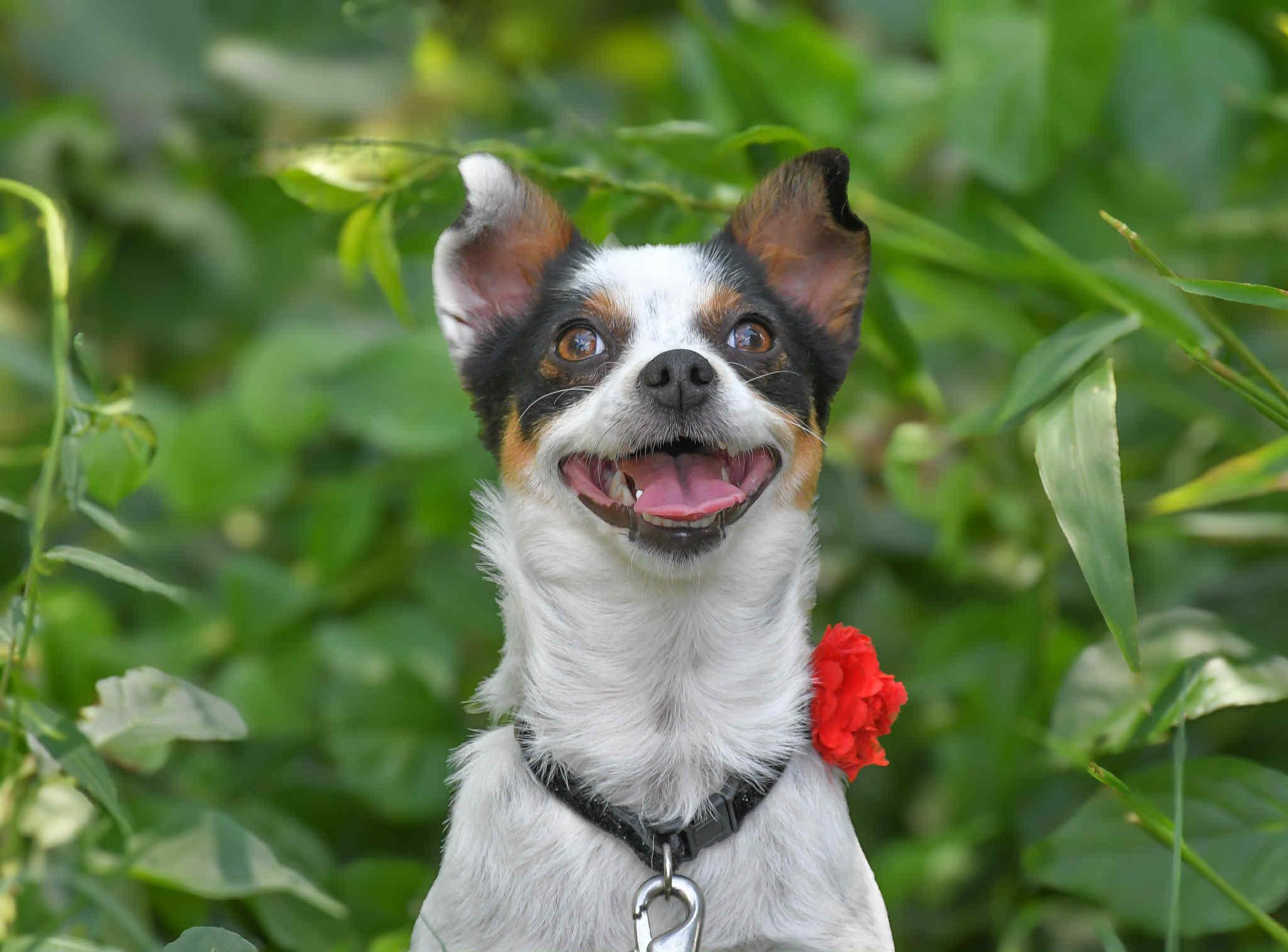 Shamwow in NH! Come Meet our Adoptable Dogs Wednesday-Saturday. More info in Bio!