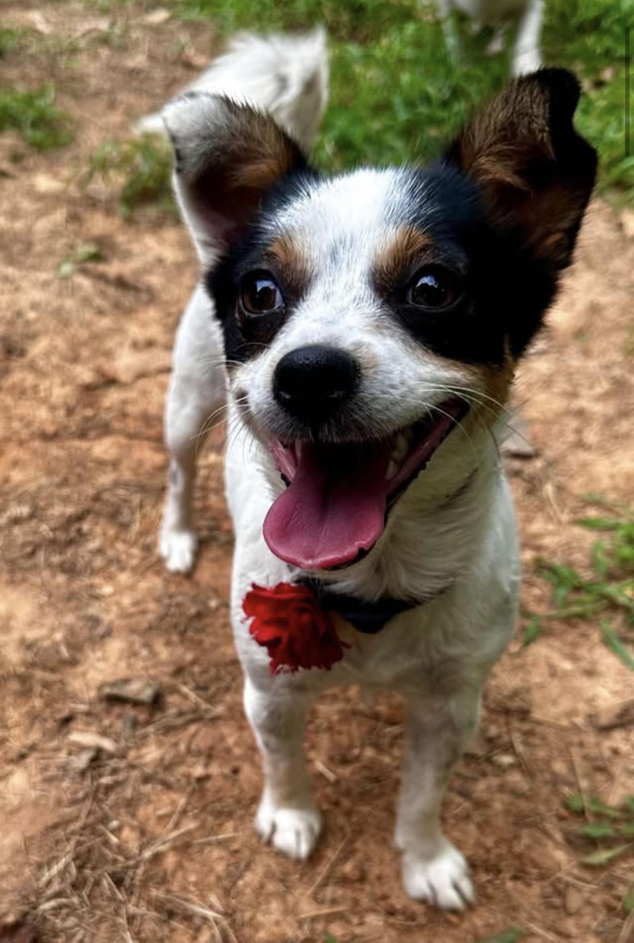 Shamwow in NH! Come Meet our Adoptable Dogs Wednesday-Saturday. More info in Bio!