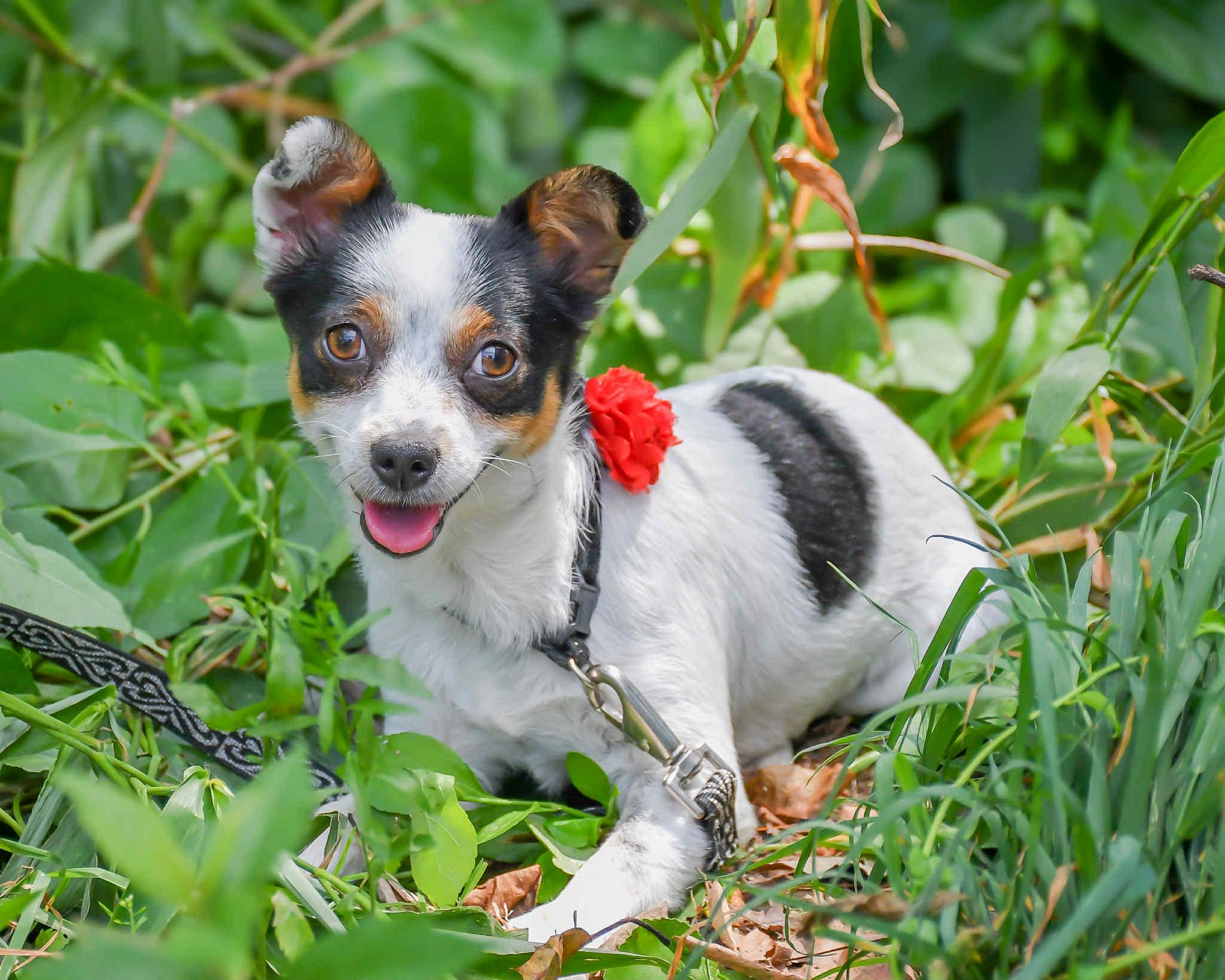 Shamwow in NH! Come Meet our Adoptable Dogs Wednesday-Saturday. More info in Bio!
