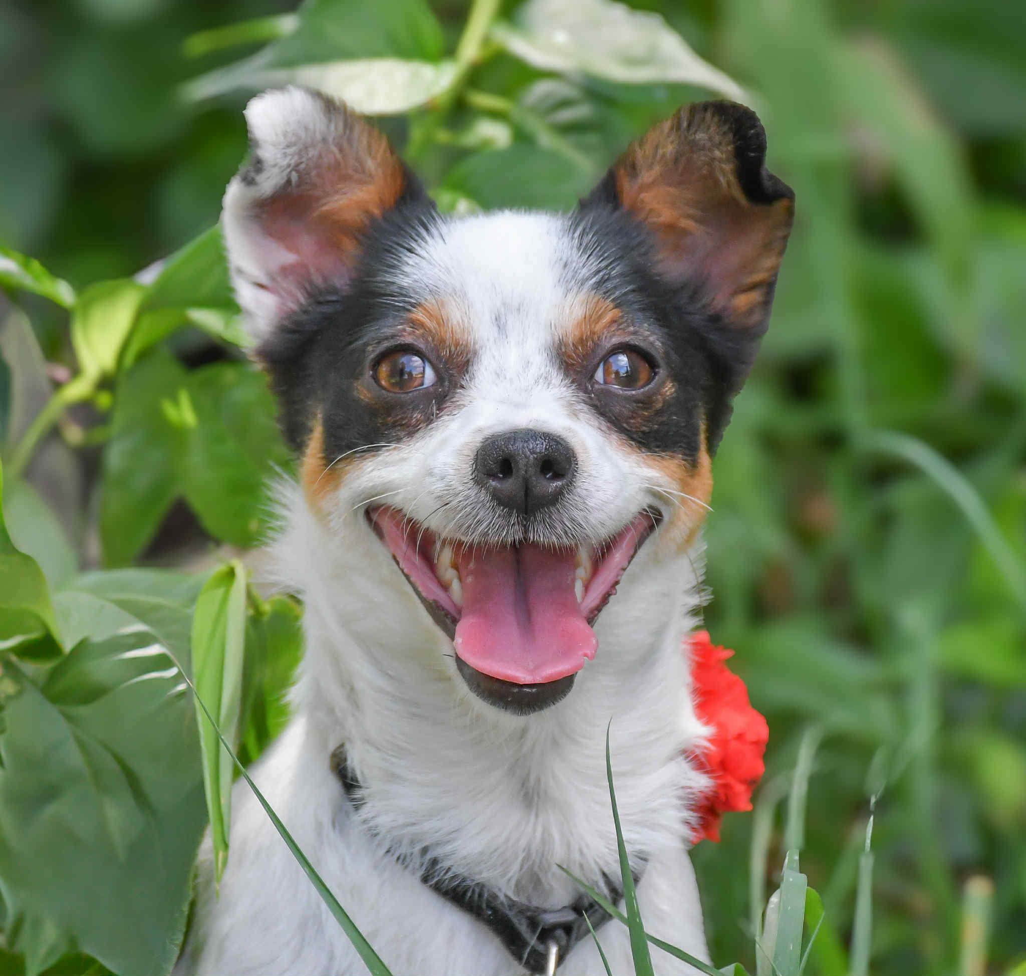 Shamwow in NH! Come Meet our Adoptable Dogs Wednesday-Saturday. More info in Bio!