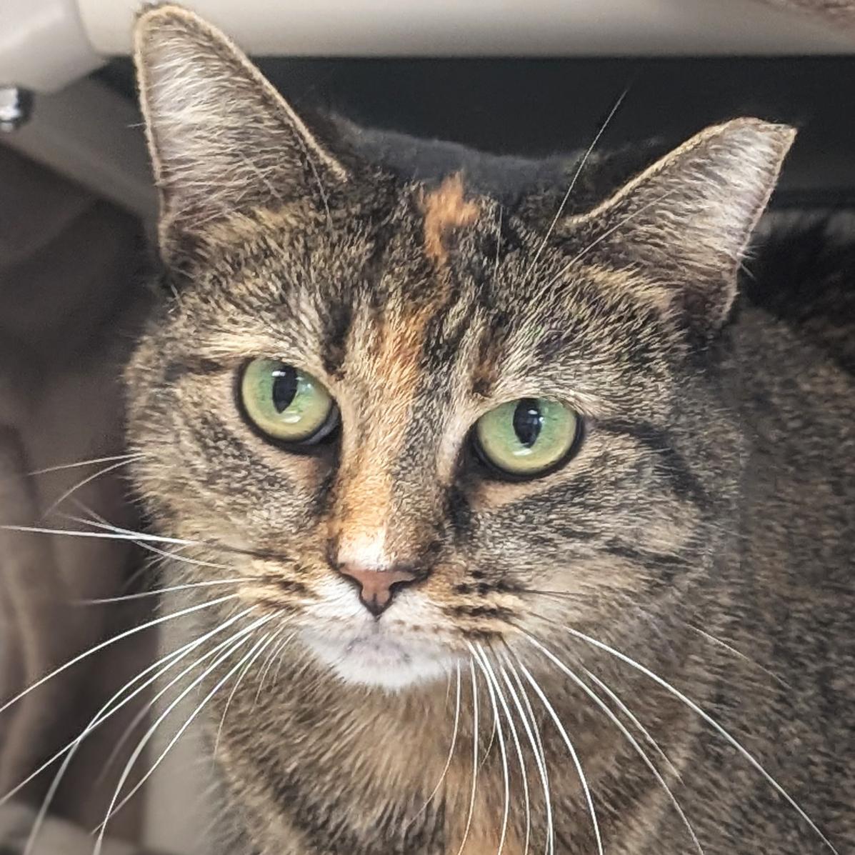 Jennifer, Adoptable, Adult Female Domestic Short Hair.