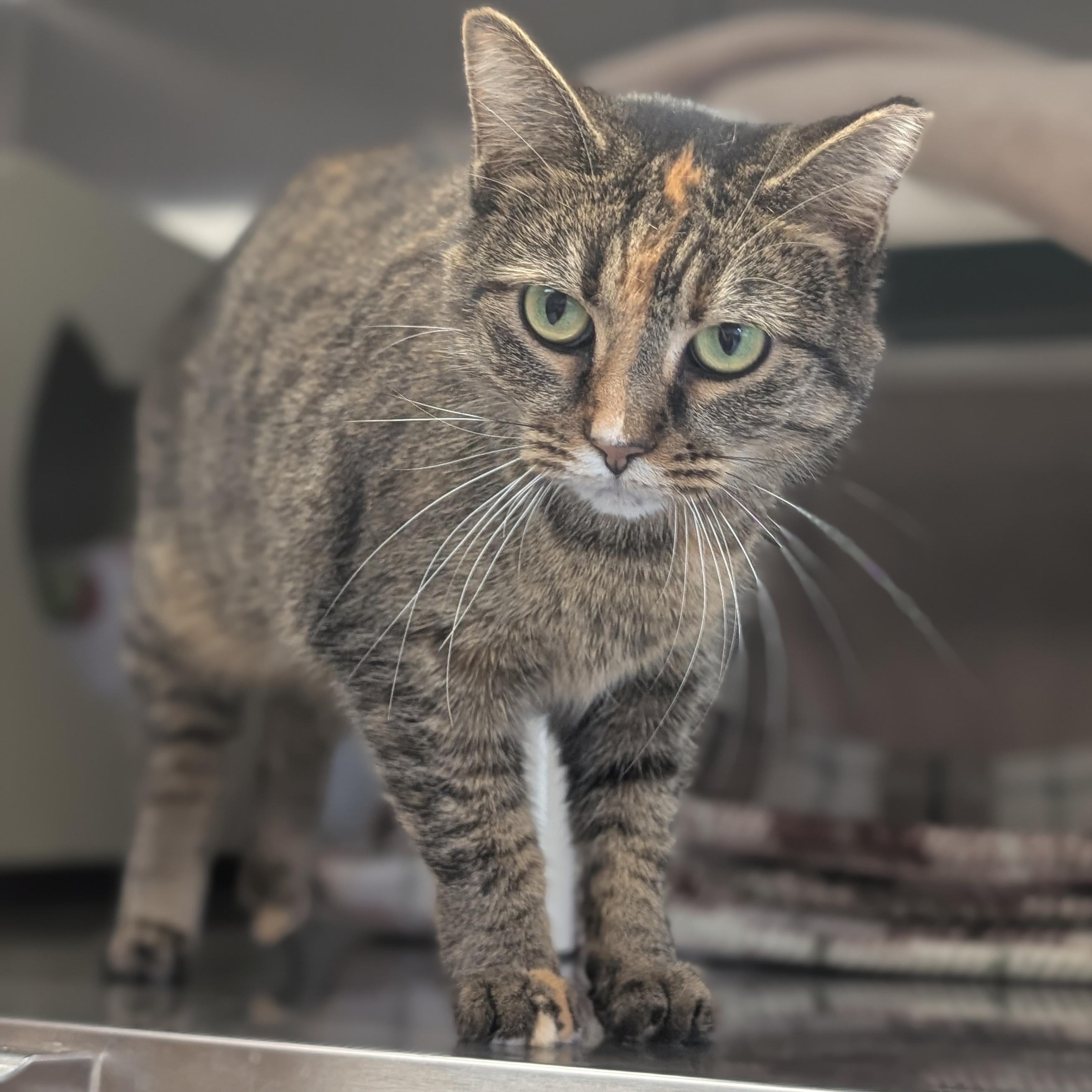 Enlarge Jennifer, a Adoptable Domestic Short Hair in Jefferson, WI image 3/4