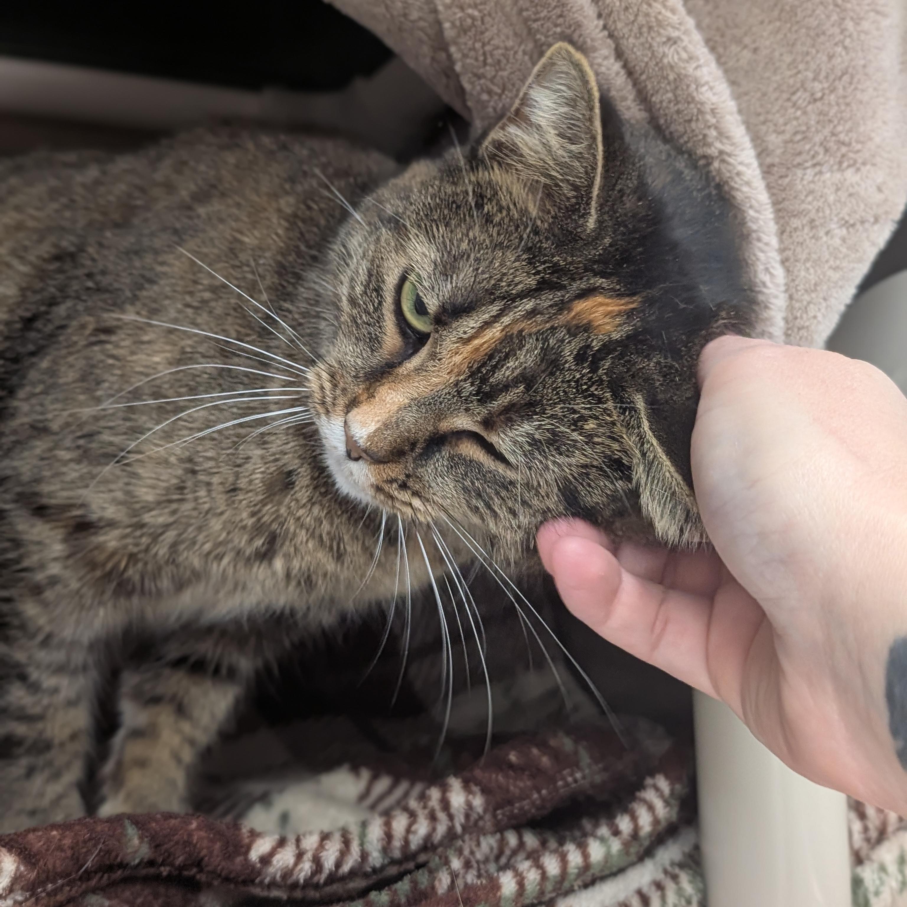 Enlarge Jennifer, a Adoptable Domestic Short Hair in Jefferson, WI image 2/4