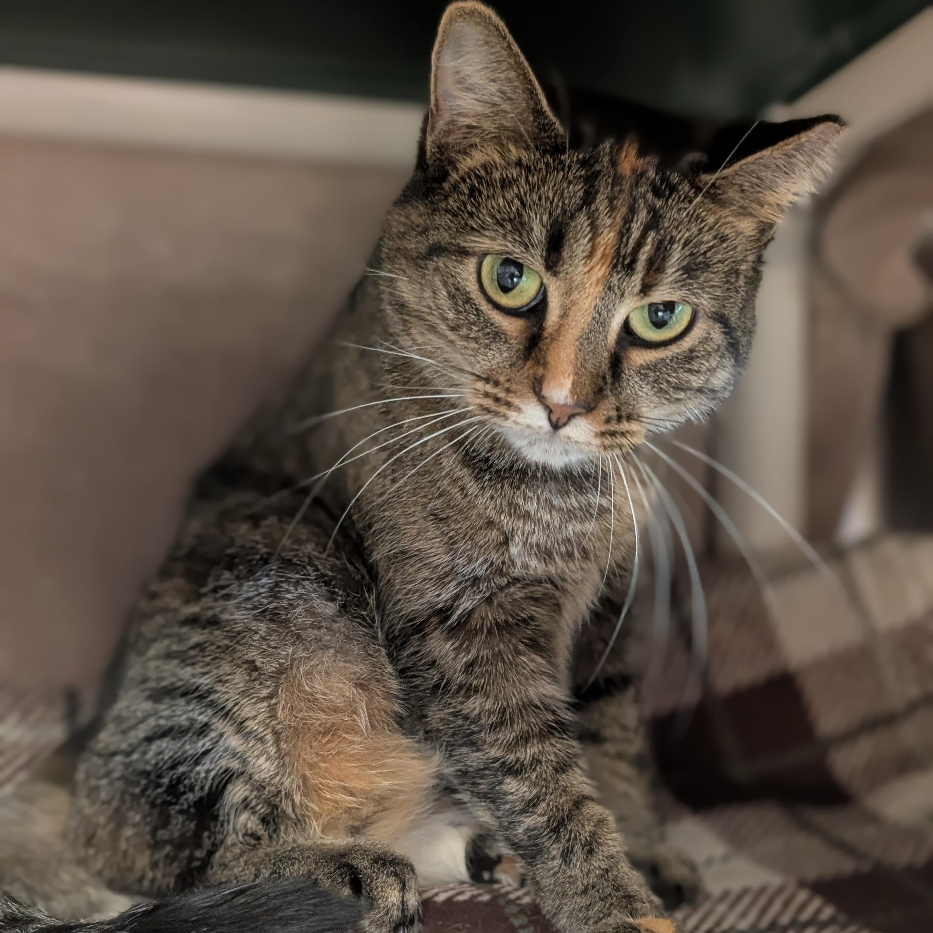 Enlarge Jennifer, a Adoptable Domestic Short Hair in Jefferson, WI image 4/4