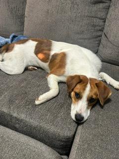 Lennox (Lenny), a ADOPTABLE mixed breed in Little Rock, AR image 2/6