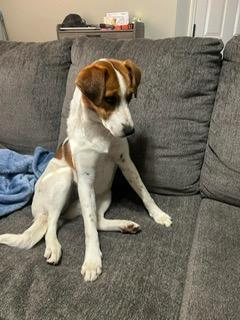 Lennox (Lenny), a ADOPTABLE mixed breed in Little Rock, AR image 6/6