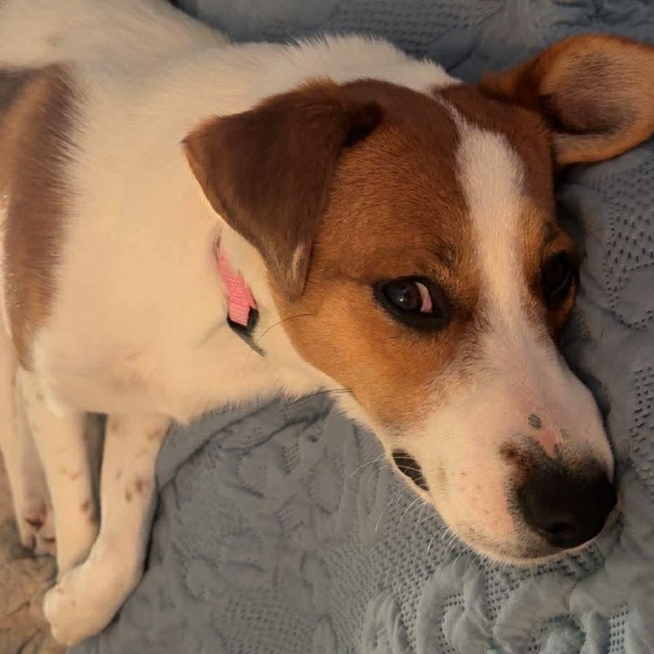 Lennox (Lenny), a ADOPTABLE mixed breed in Little Rock, AR image 3/6