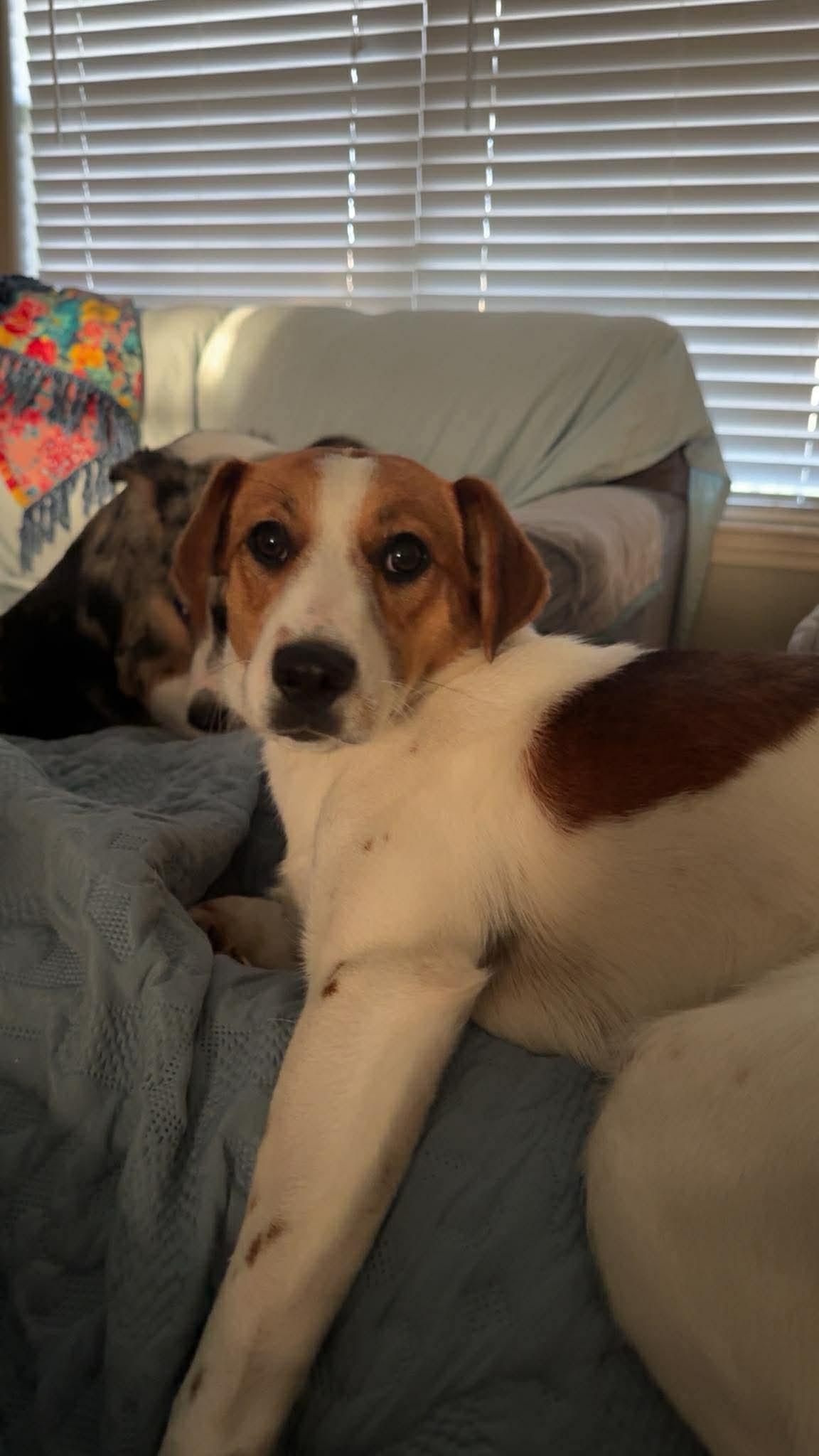 Lennox (Lenny), a ADOPTABLE mixed breed in Little Rock, AR image 4/6