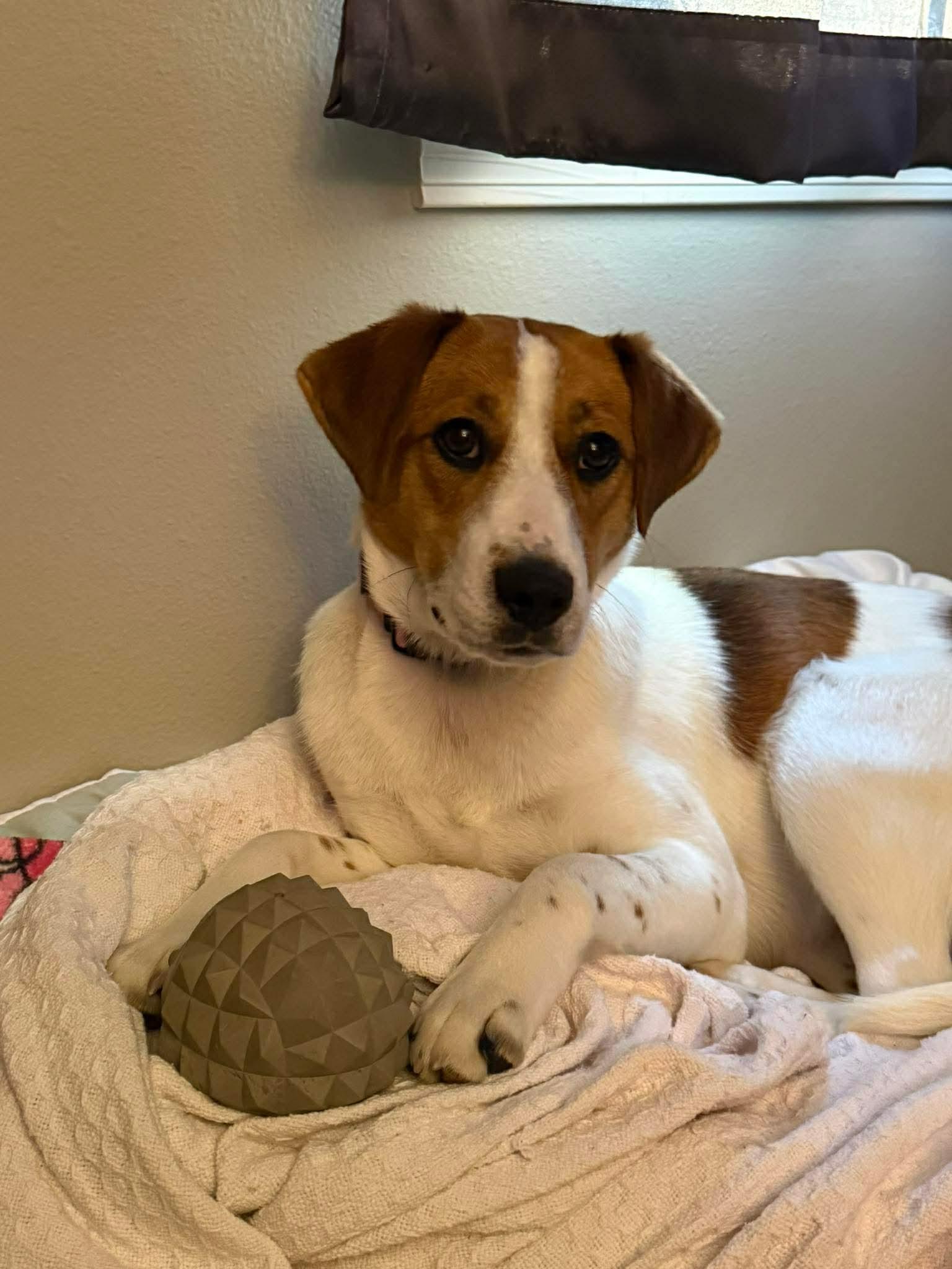 Lennox (Lenny), a ADOPTABLE mixed breed in Little Rock, AR image 1/6