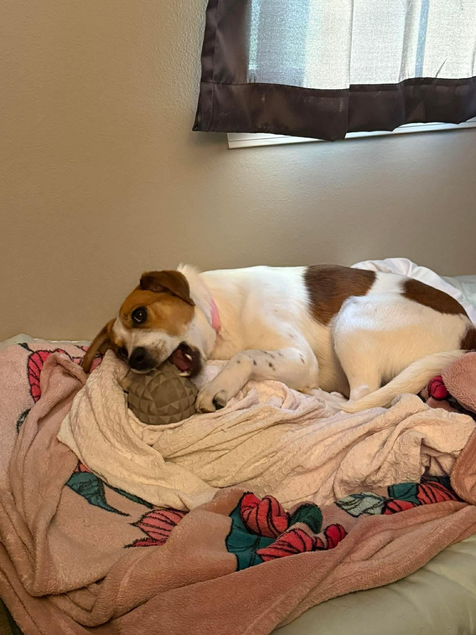 Lennox (Lenny), a ADOPTABLE mixed breed in Little Rock, AR image 5/6