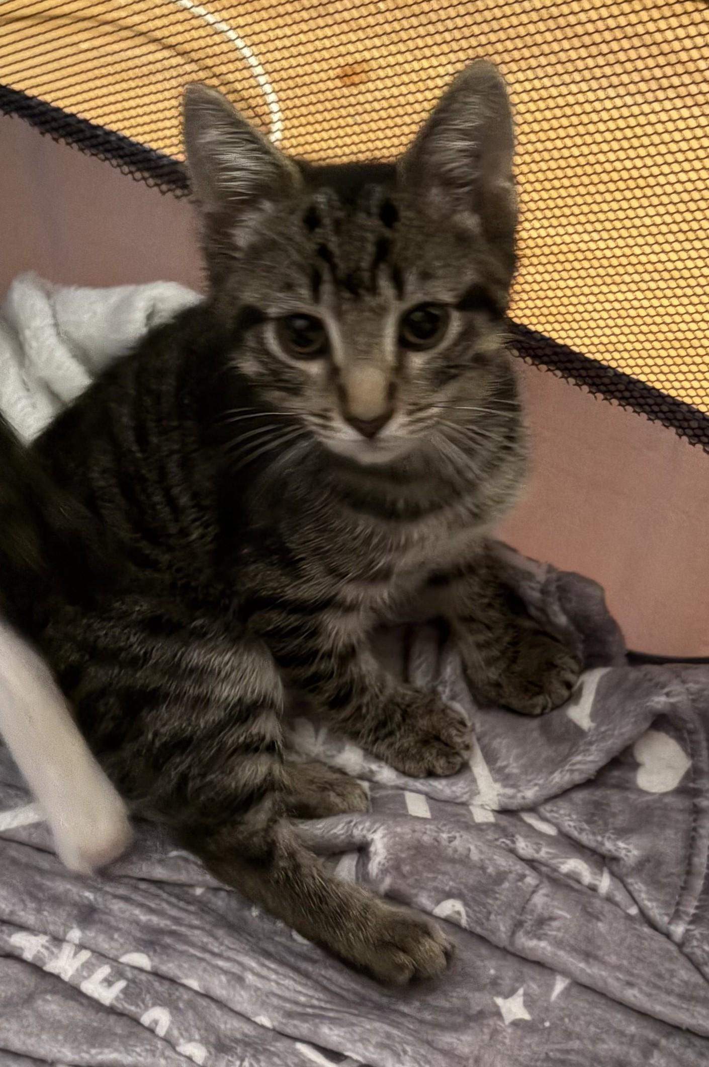 Enlarge Louie and Zeno, a Adoptable Domestic Short Hair in Rehoboth, MA image 5/6