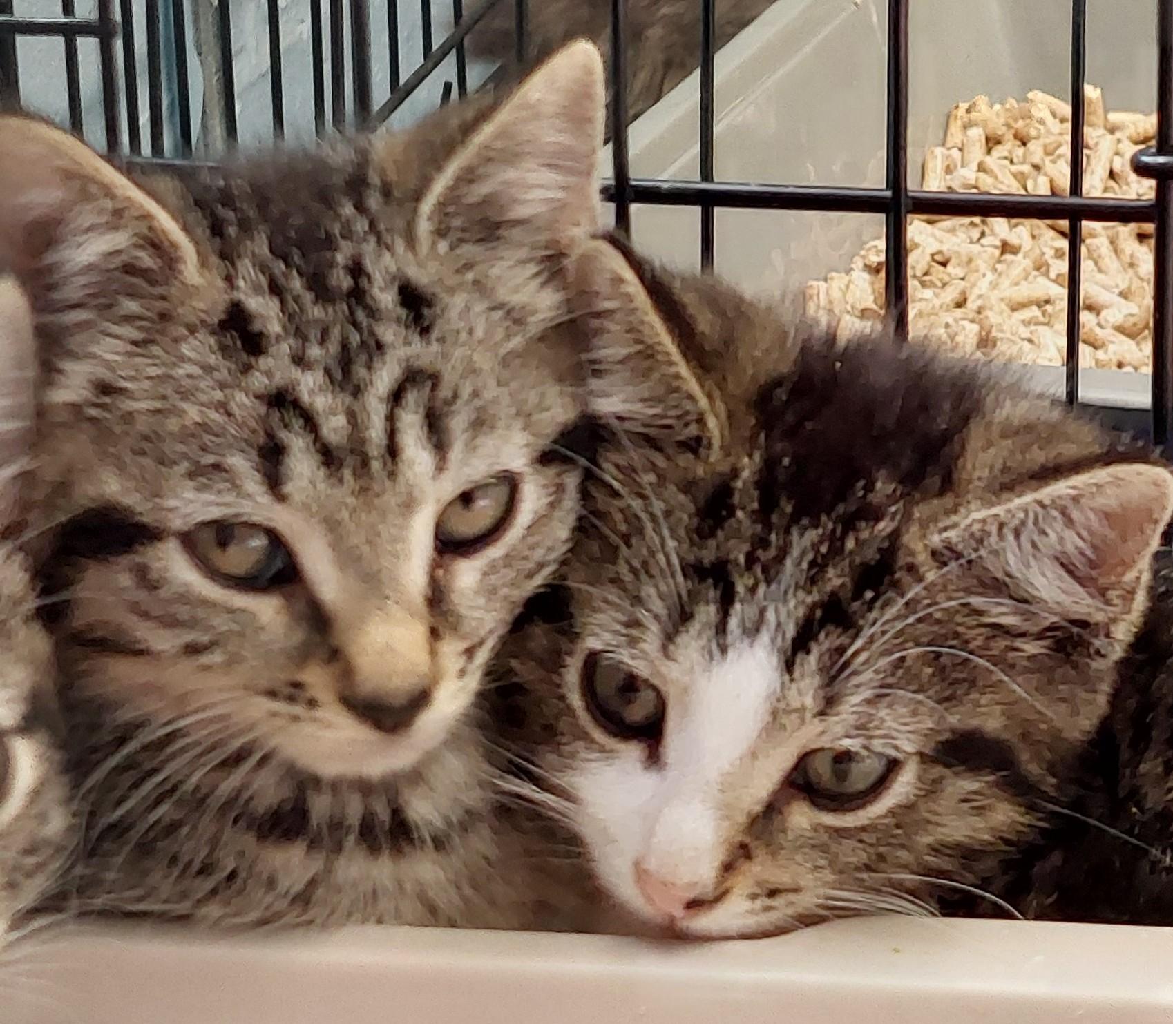 Enlarge Louie and Zeno, a Adoptable Domestic Short Hair in Rehoboth, MA image 1/6