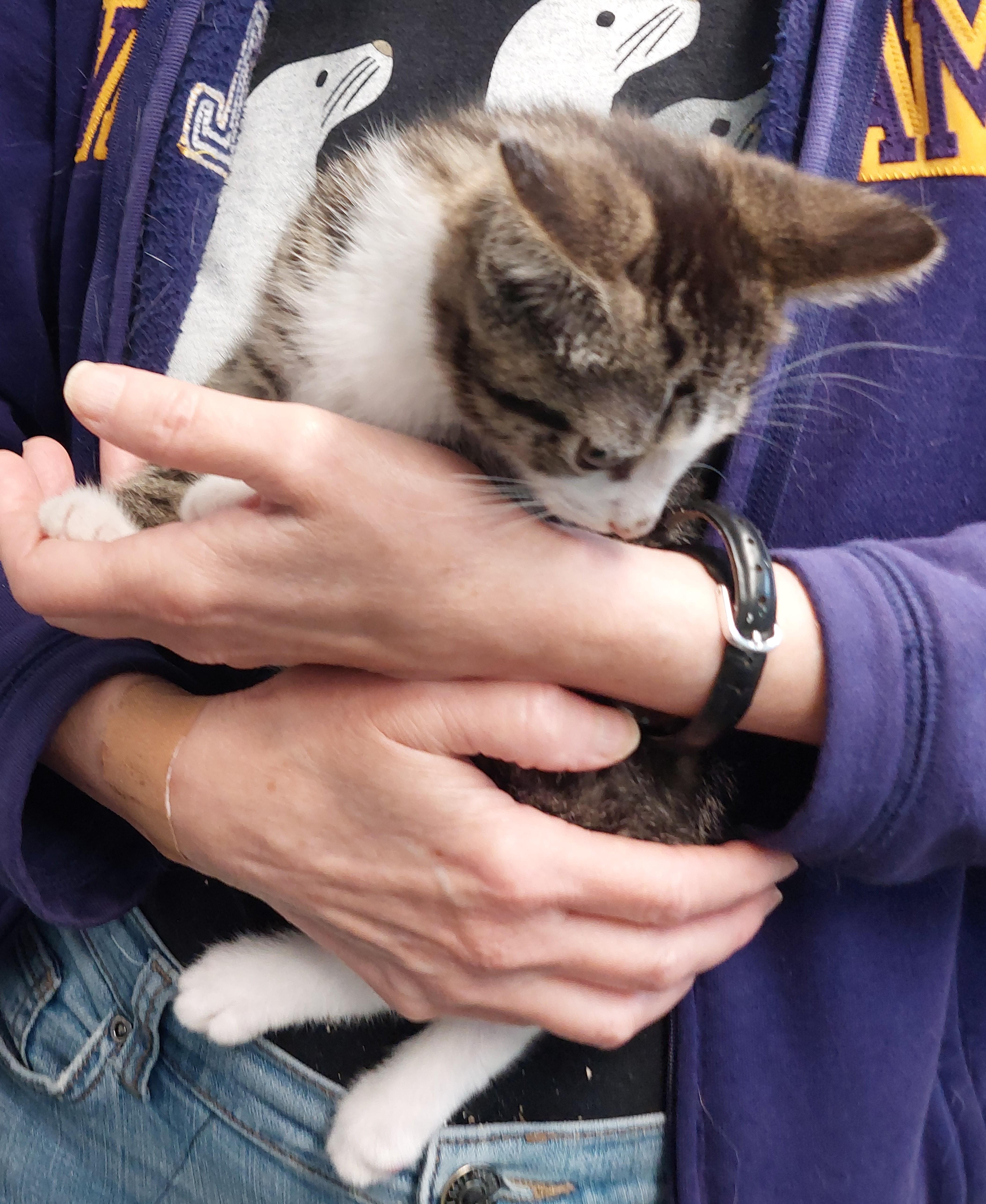 Enlarge Louie and Zeno, a Adoptable Domestic Short Hair in Rehoboth, MA image 3/6