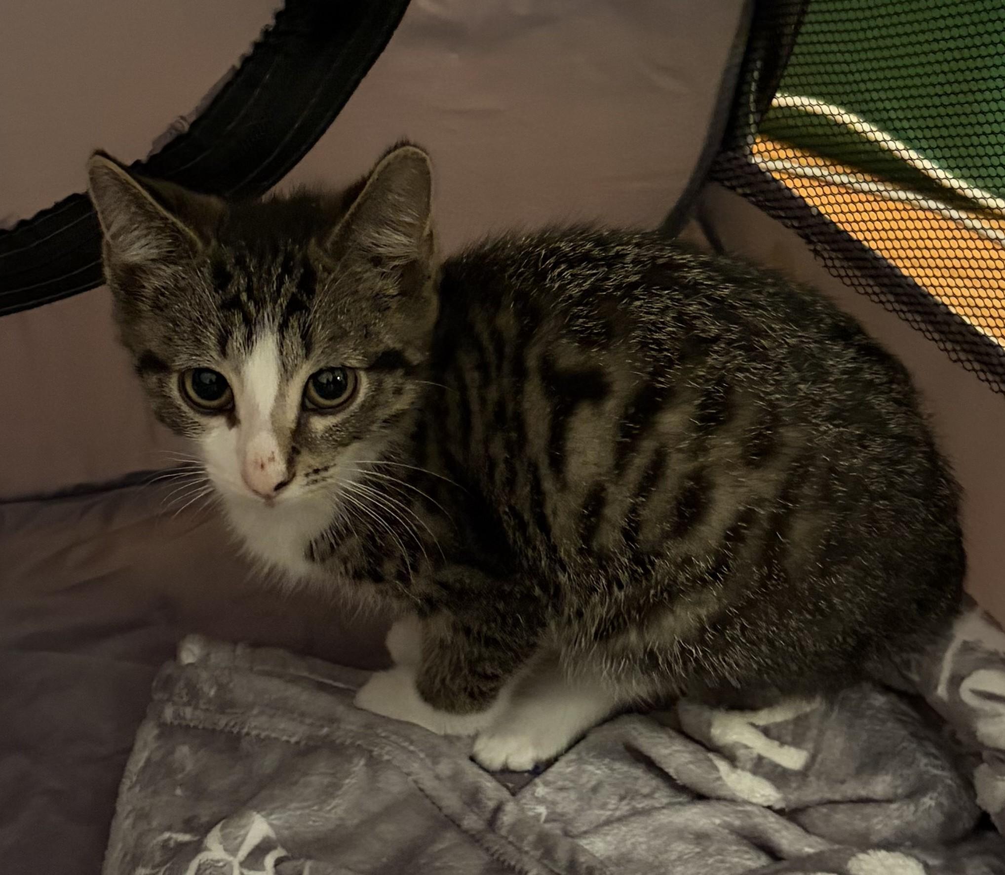 Enlarge Louie and Zeno, a Adoptable Domestic Short Hair in Rehoboth, MA image 6/6