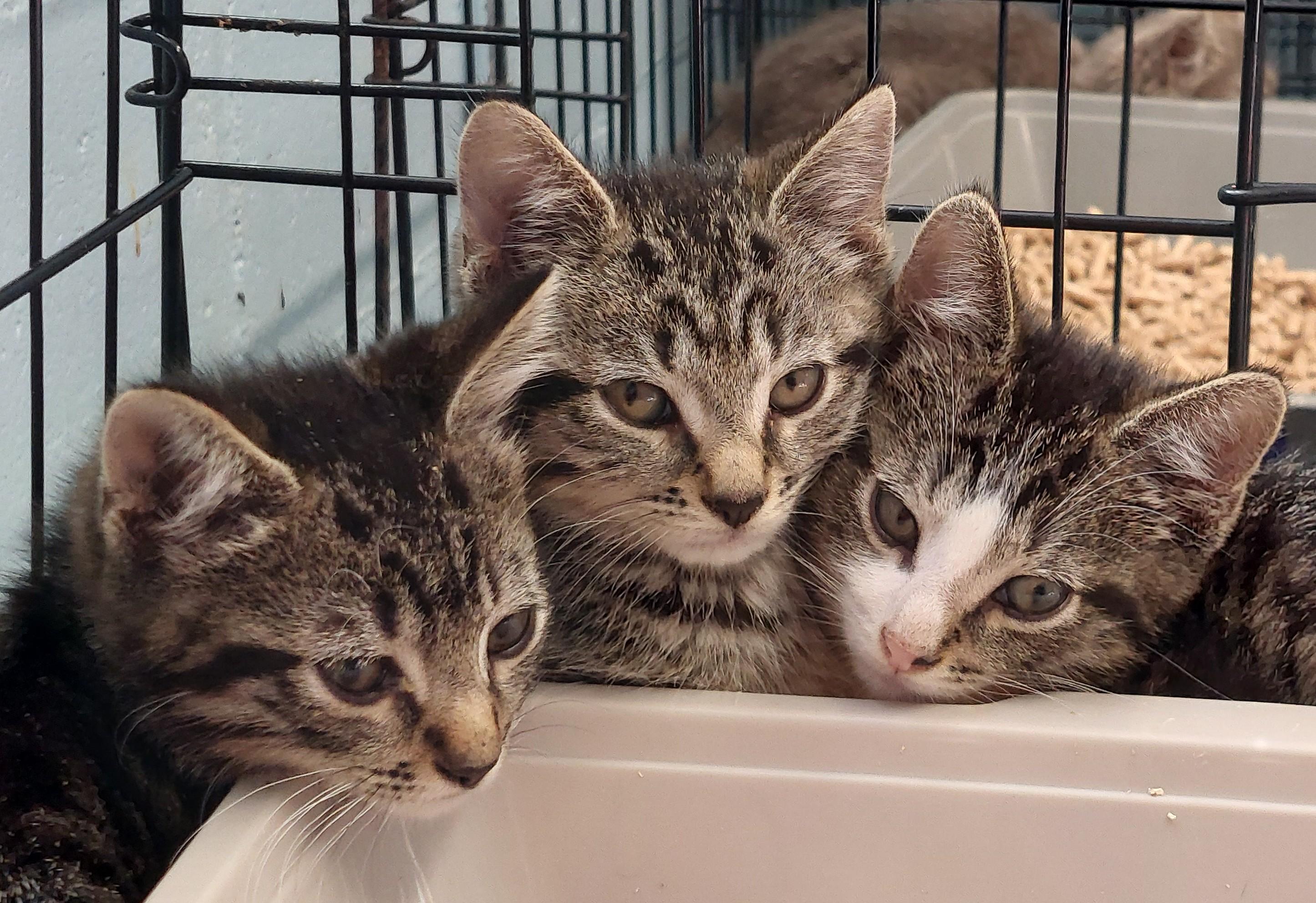 Enlarge Louie and Zeno, a Adoptable Domestic Short Hair in Rehoboth, MA image 2/6