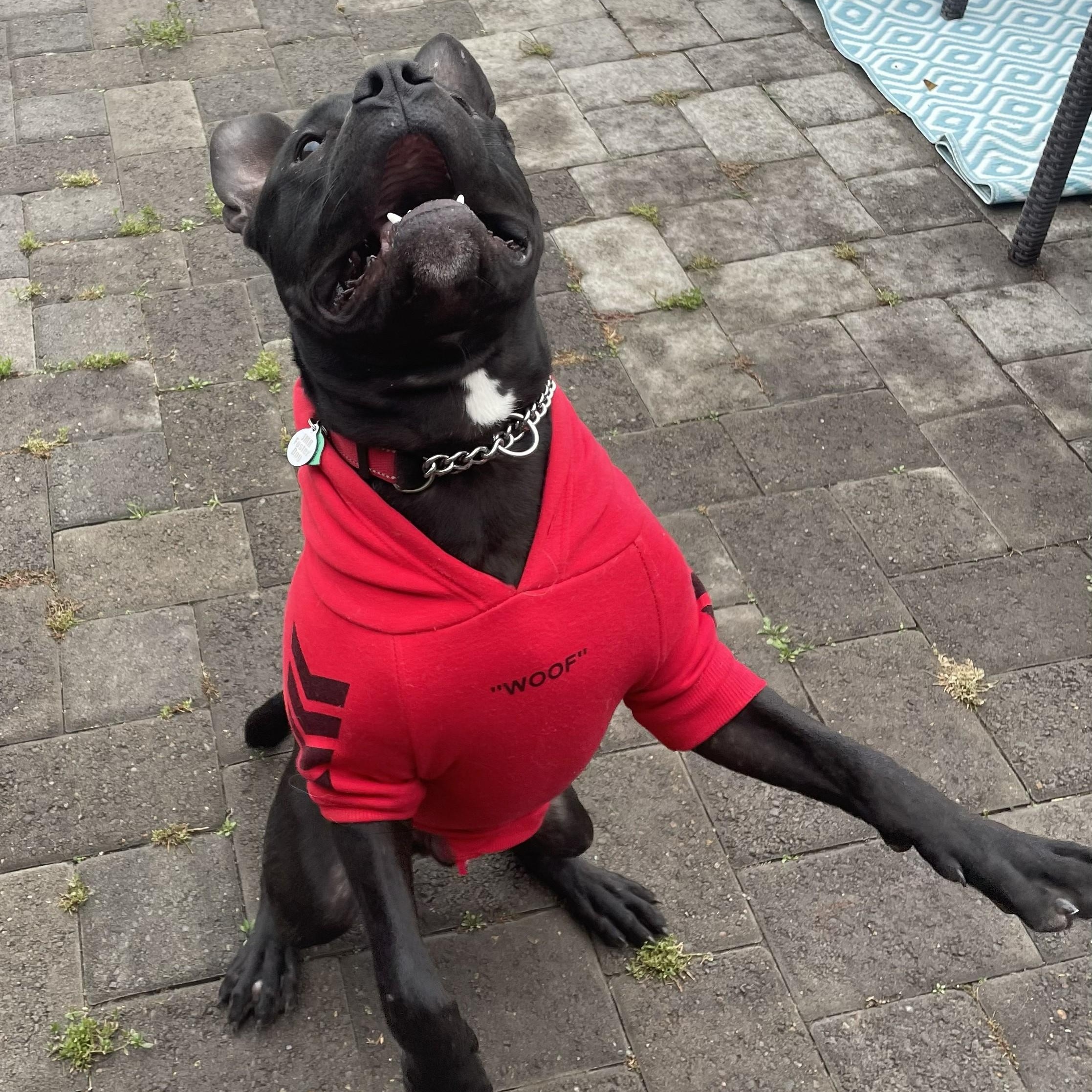 Charlie, a Adoptable mixed breed in Ellensburg, WA image 2/6