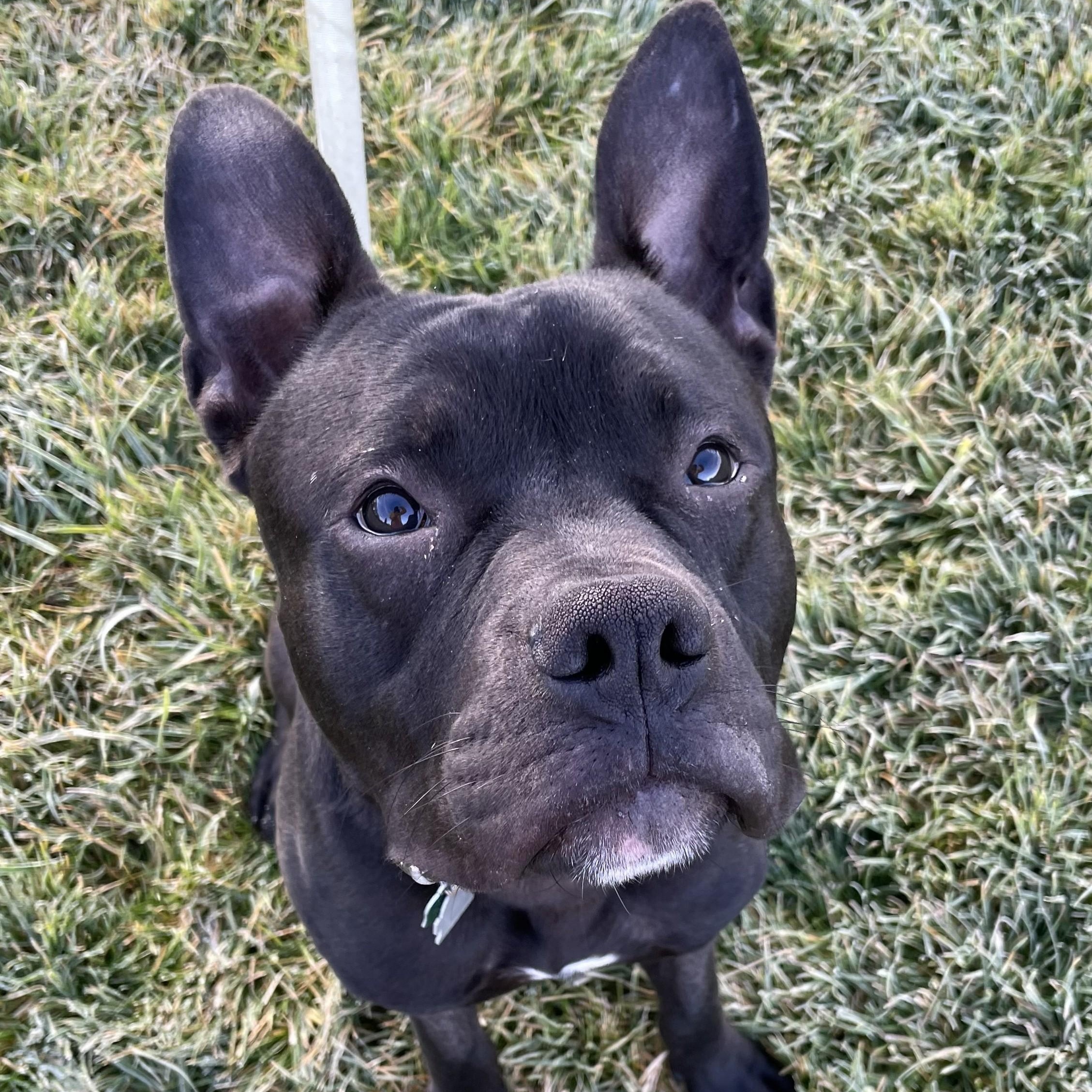 Enlarge Charlie, a Adoptable mixed breed in Ellensburg, WA image 1/6