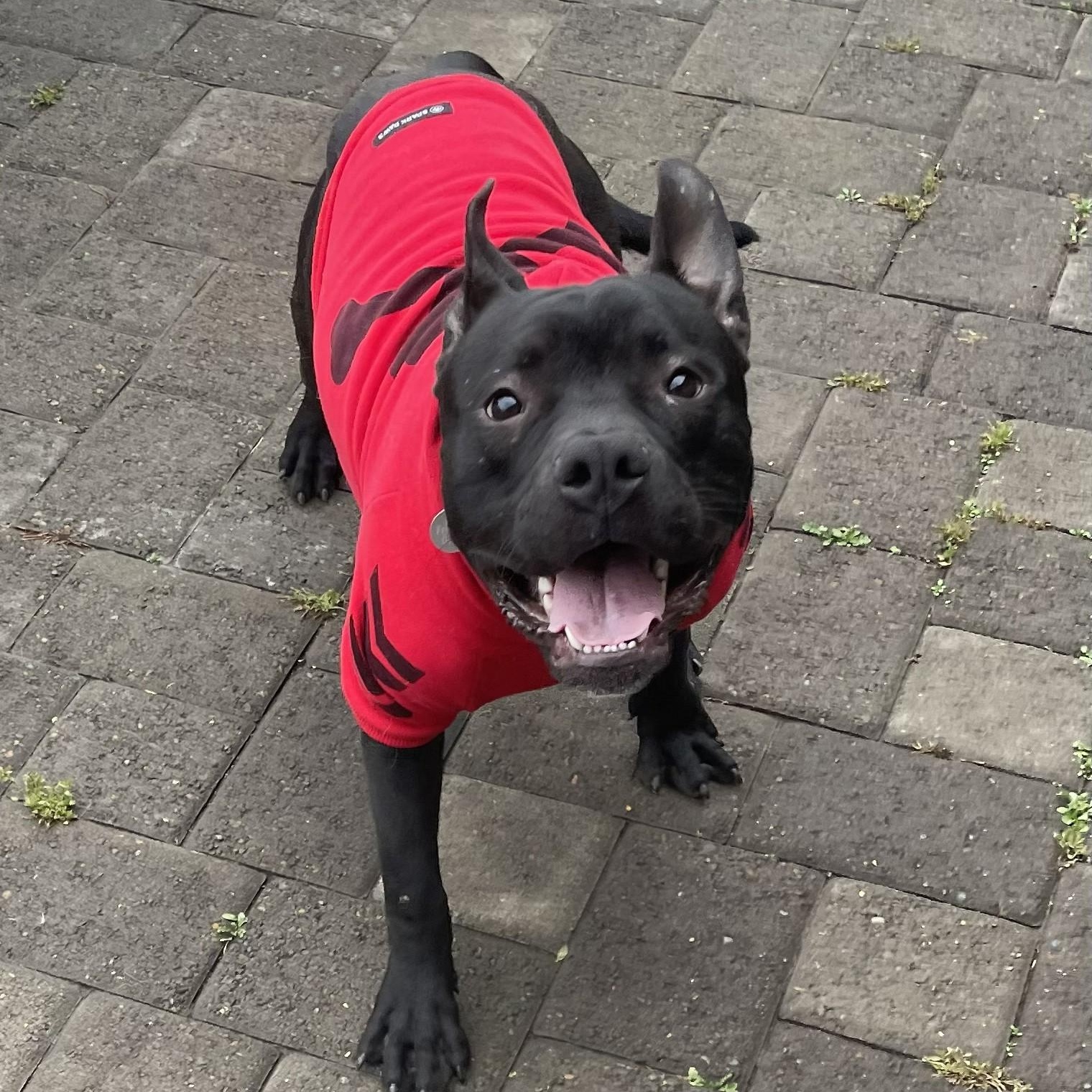 Charlie, a Adoptable mixed breed in Ellensburg, WA image 3/6