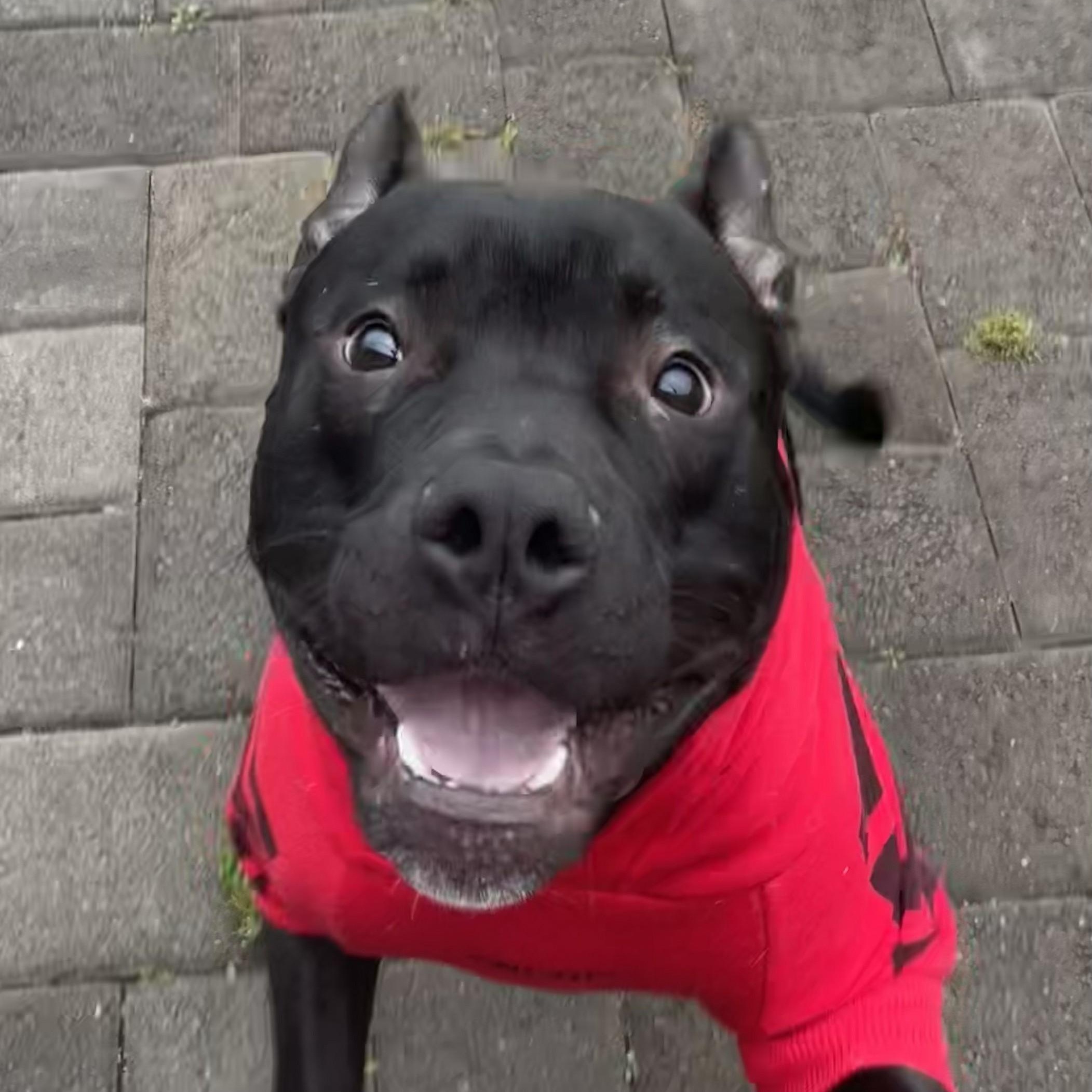 Charlie, a Adoptable mixed breed in Ellensburg, WA image 4/6