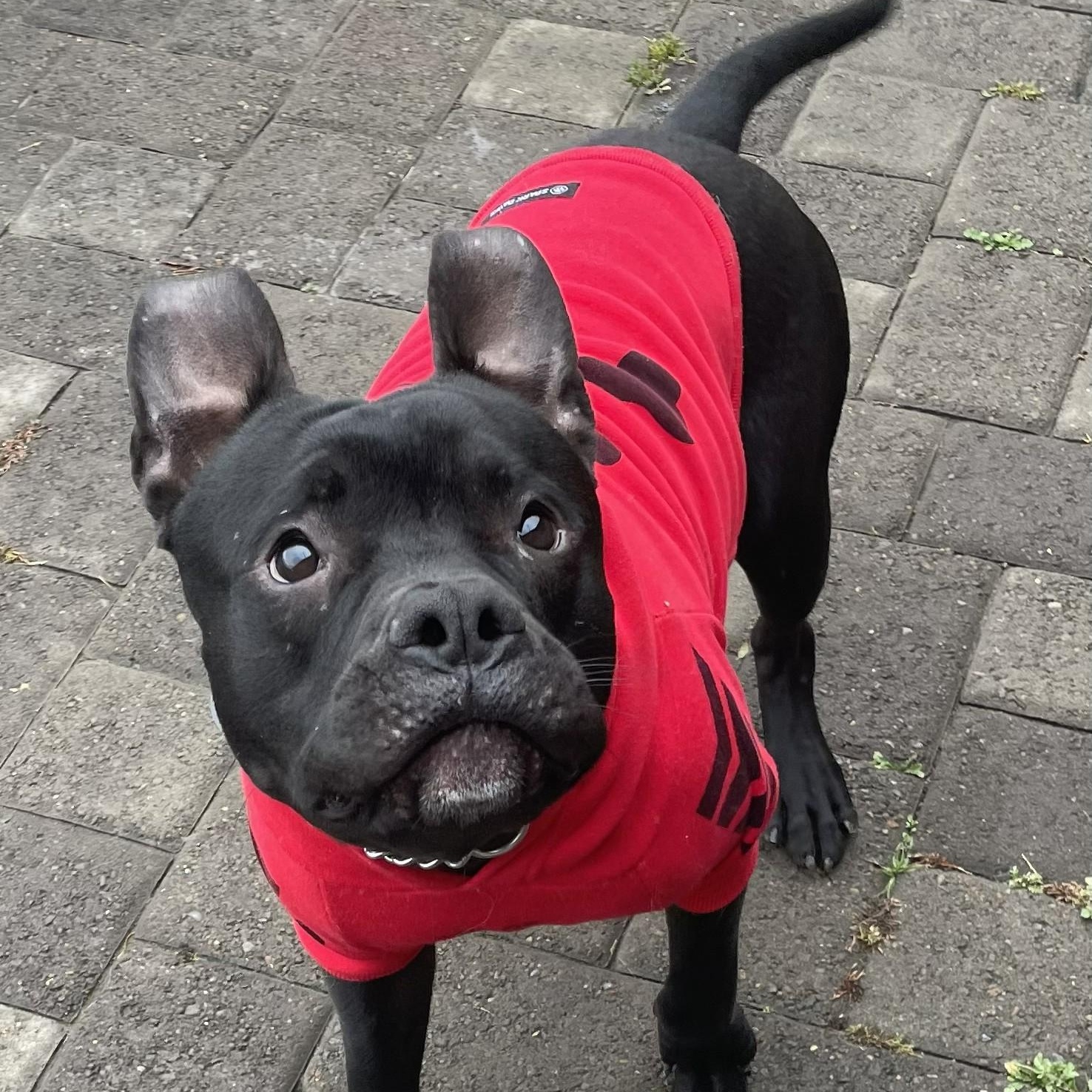 Charlie — thumbnail 4