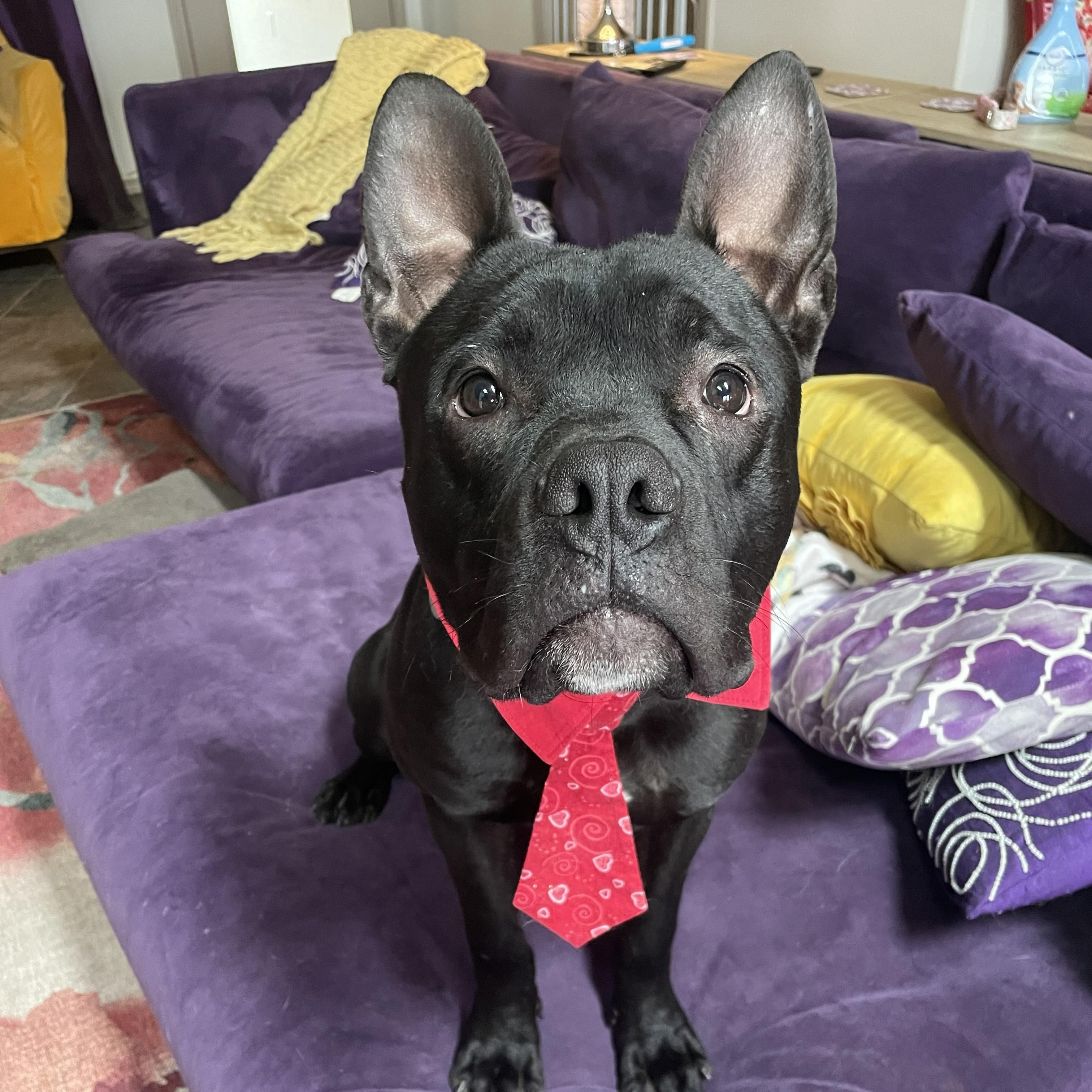 Charlie, Adoptable, Young Male Pit Bull Terrier.