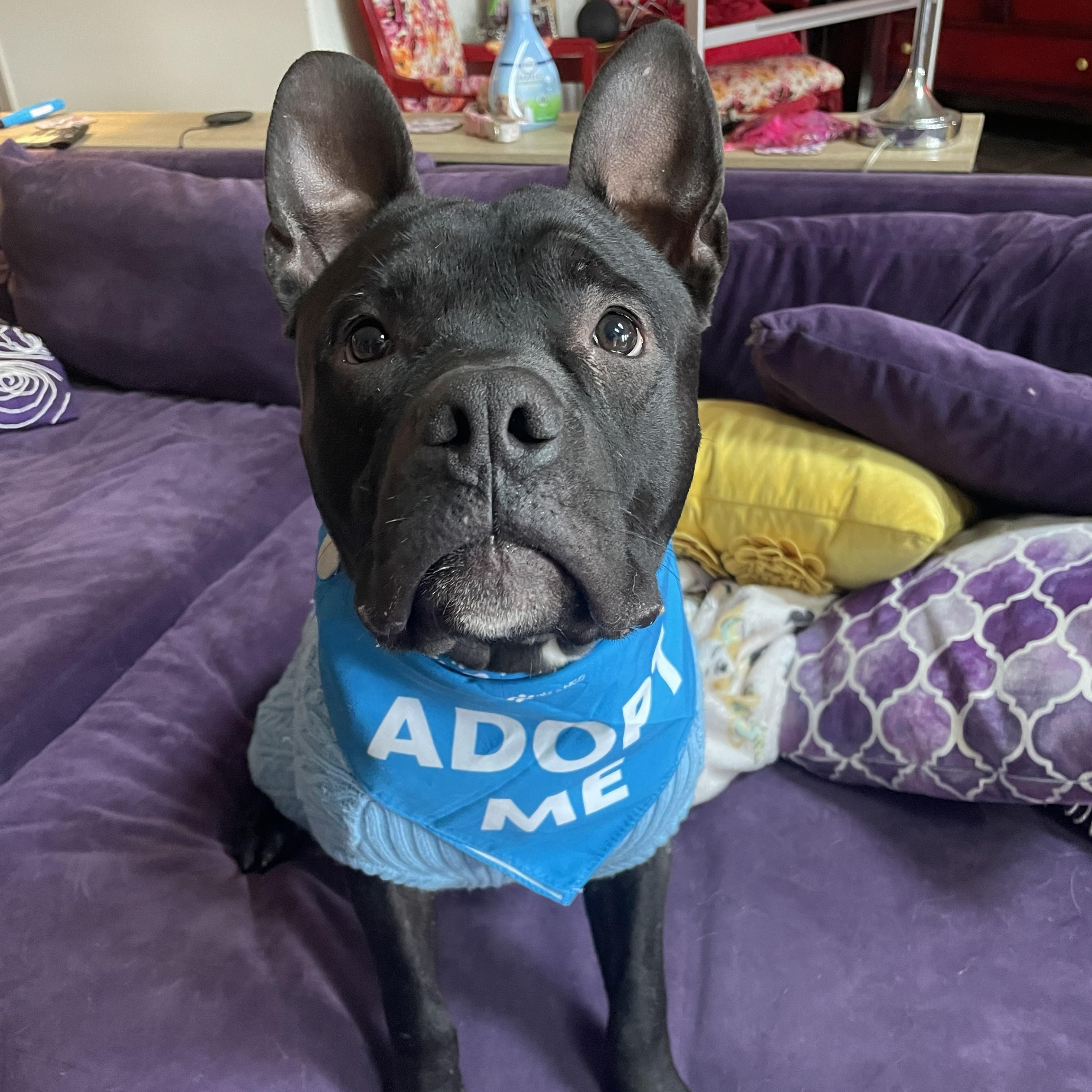 Charlie — thumbnail 6