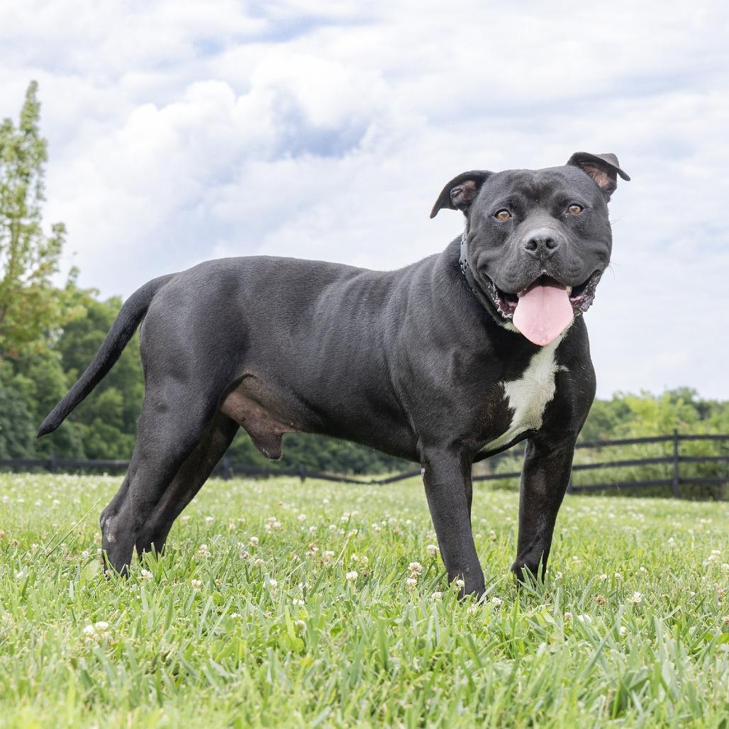 Maxwell, Adoptable, Senior Male Pit Bull Terrier.