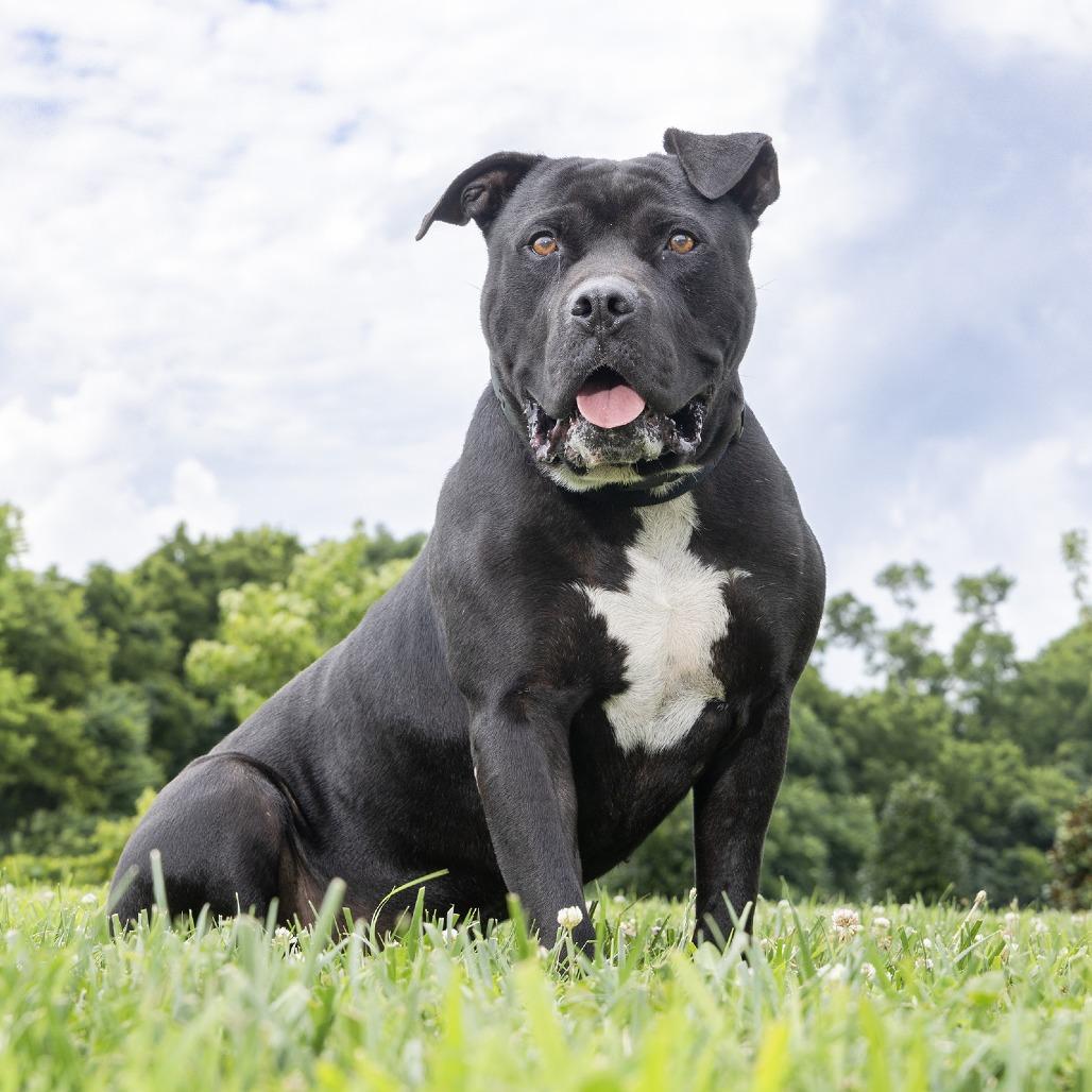 Enlarge Maxwell, a Adoptable Pit Bull Terrier in Franklin, TN image 2/2