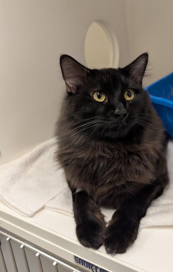 Phoenix, an adopted Domestic Medium Hair in Coquitlam, BC image 1/3