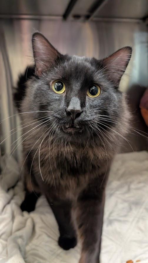 Phoenix, an adopted Domestic Medium Hair in Coquitlam, BC image 2/3