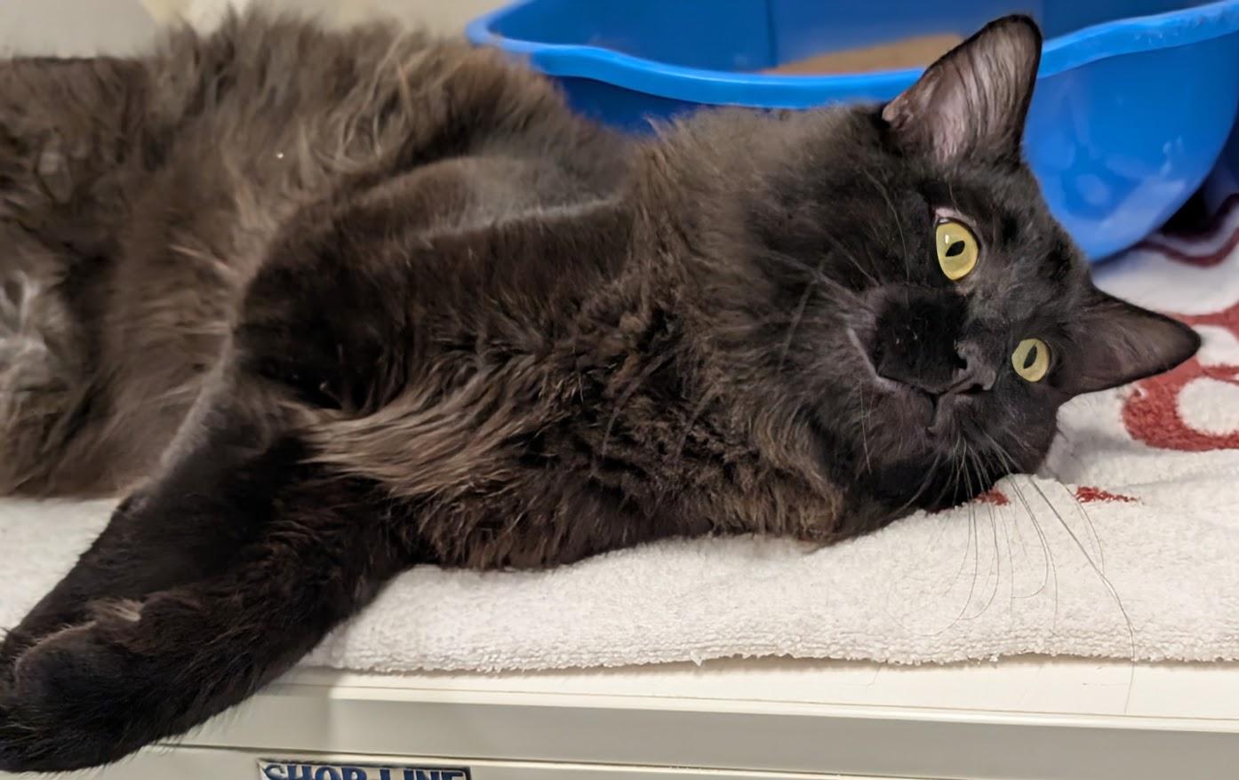 Phoenix, an adopted Domestic Medium Hair in Coquitlam, BC image 3/3