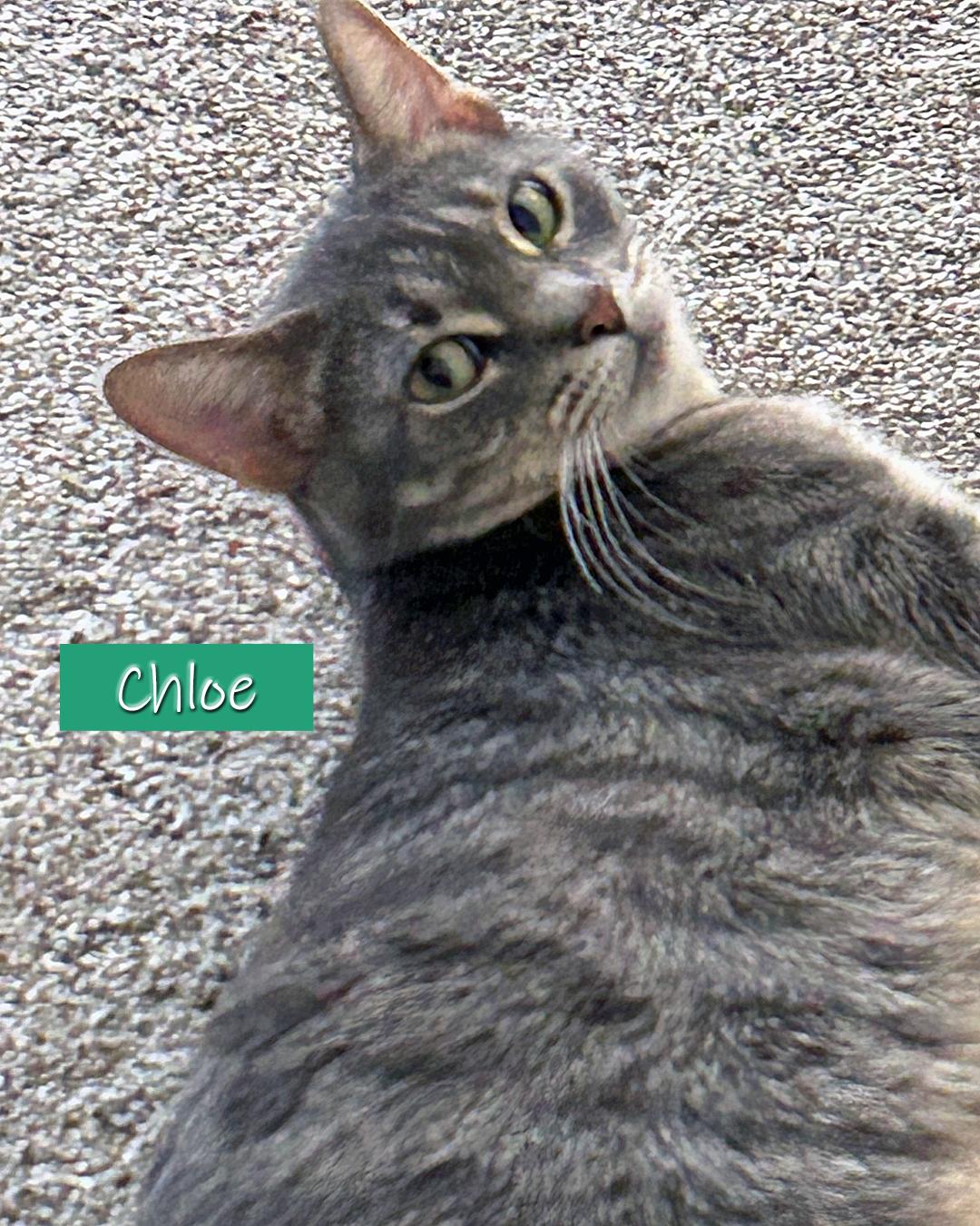 Chloe, adopted, Adult Female Domestic Short Hair.