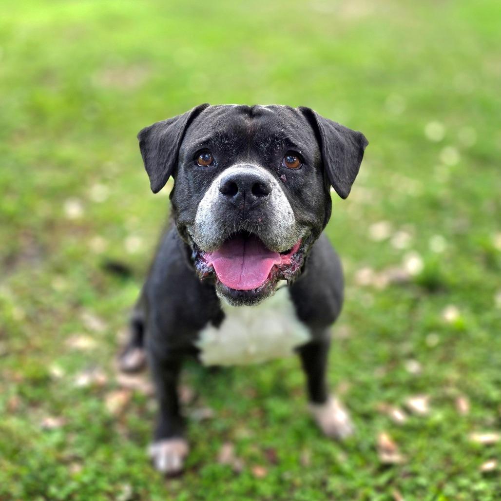 Sasha, Adoptable, Senior Female Mixed Breed.