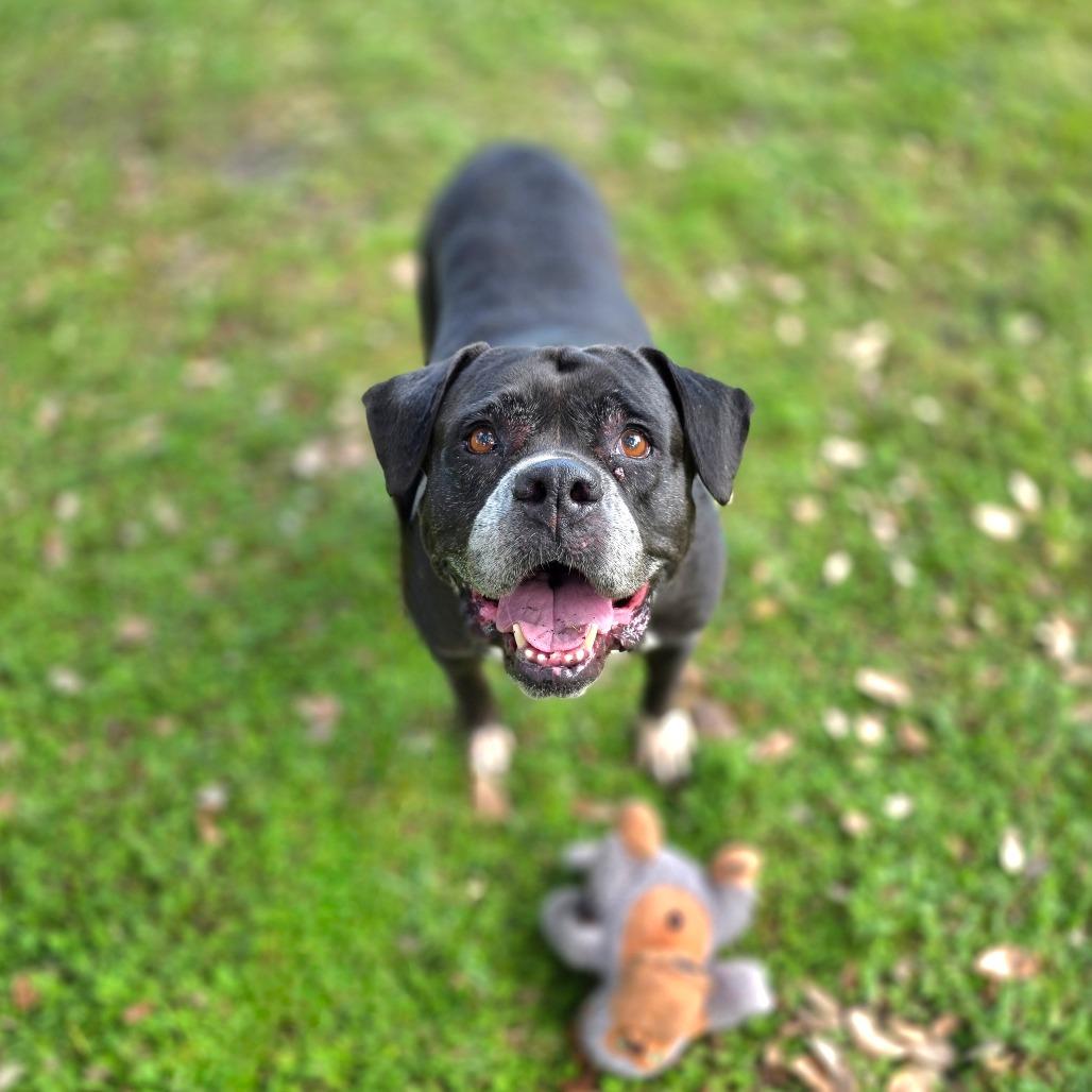 Sasha, a Adoptable Mixed Breed in Port Charlotte, FL image 5/6