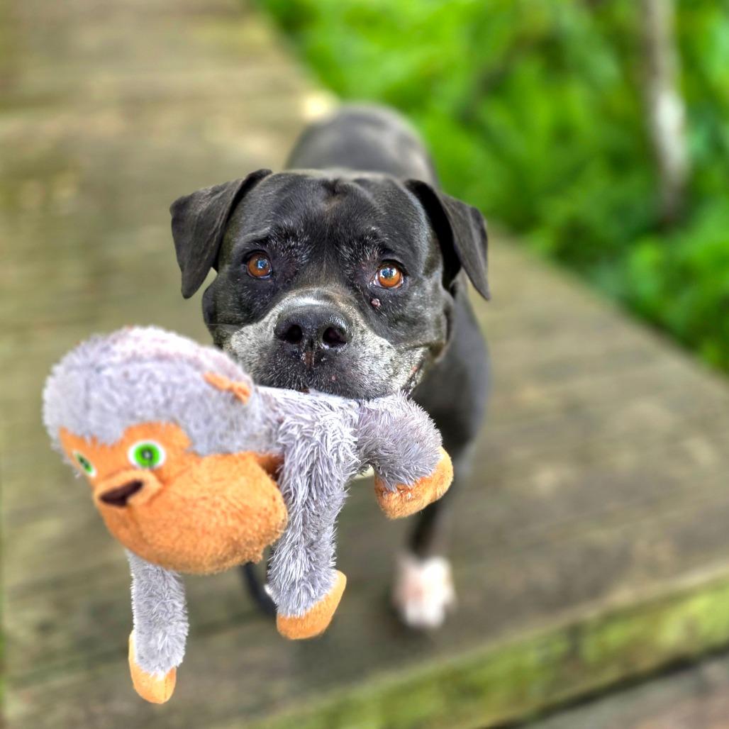 Enlarge Sasha, a Adoptable Mixed Breed in Port Charlotte, FL image 3/6