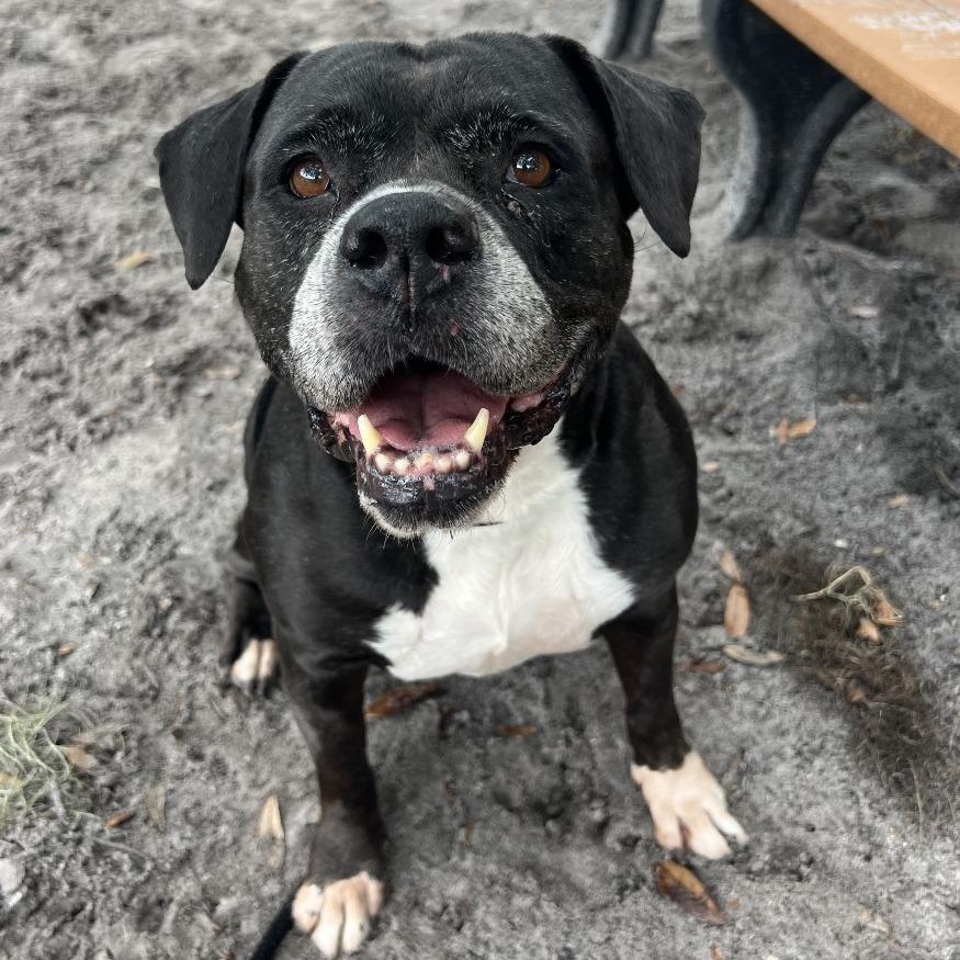 Enlarge Sasha, a Adoptable Mixed Breed in Port Charlotte, FL image 4/6