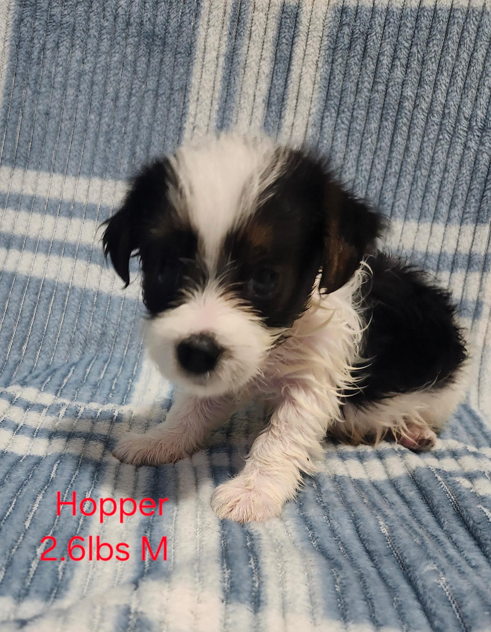 Hopper, adopted, Puppy Male Yorkshire Terrier & Dachshund (Long Haired).